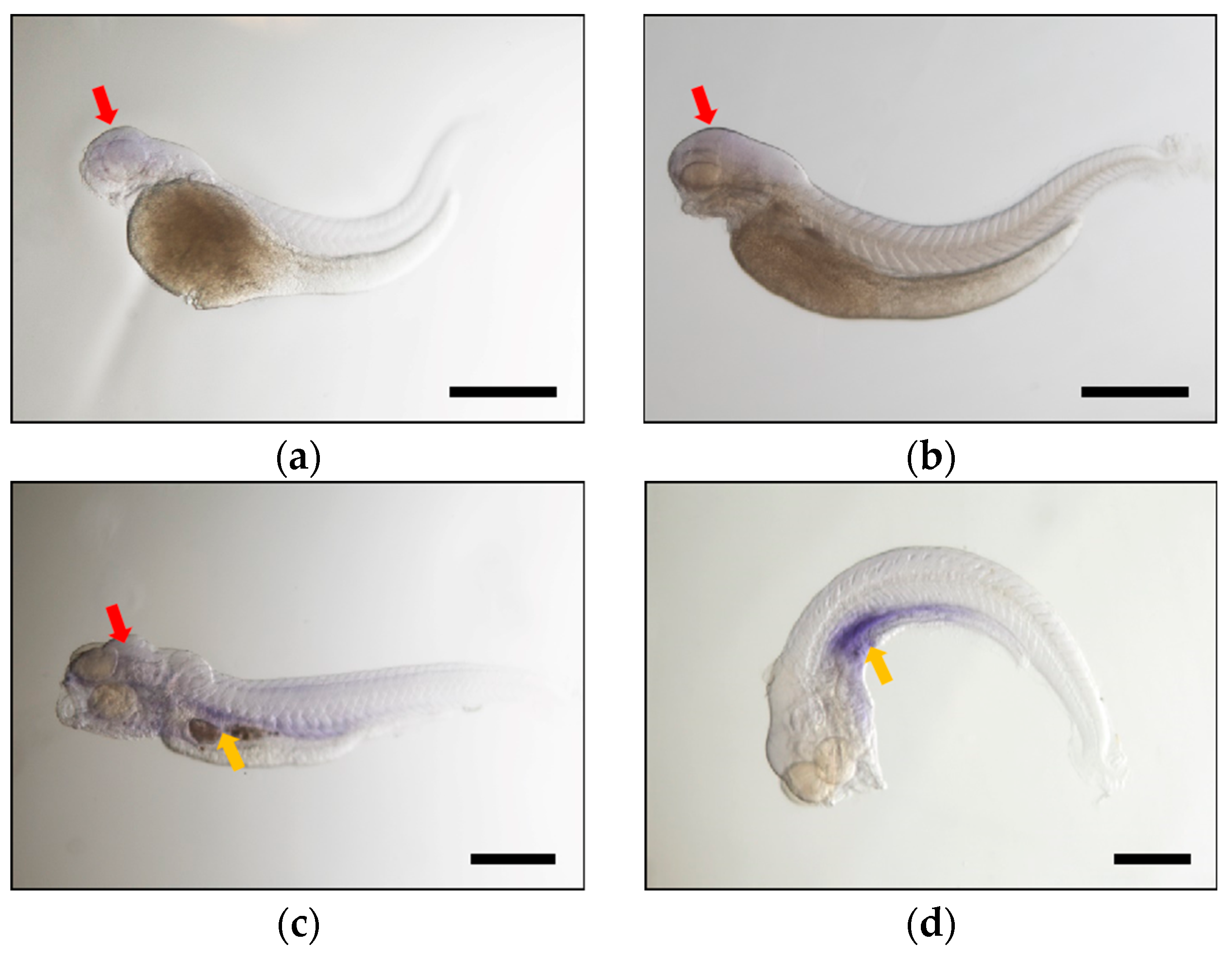 Ijms 24 10638 g004 Ijms 24 10638 g004