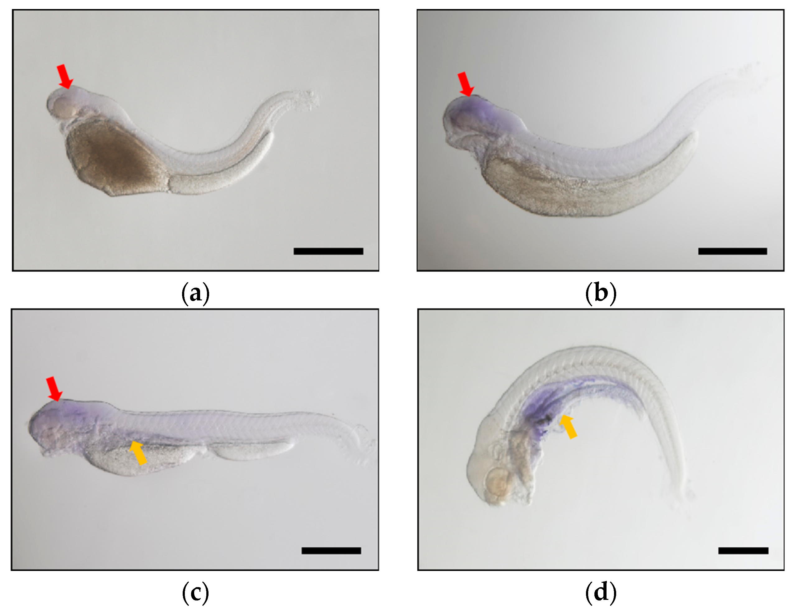 Ijms 24 10638 g005 Ijms 24 10638 g005