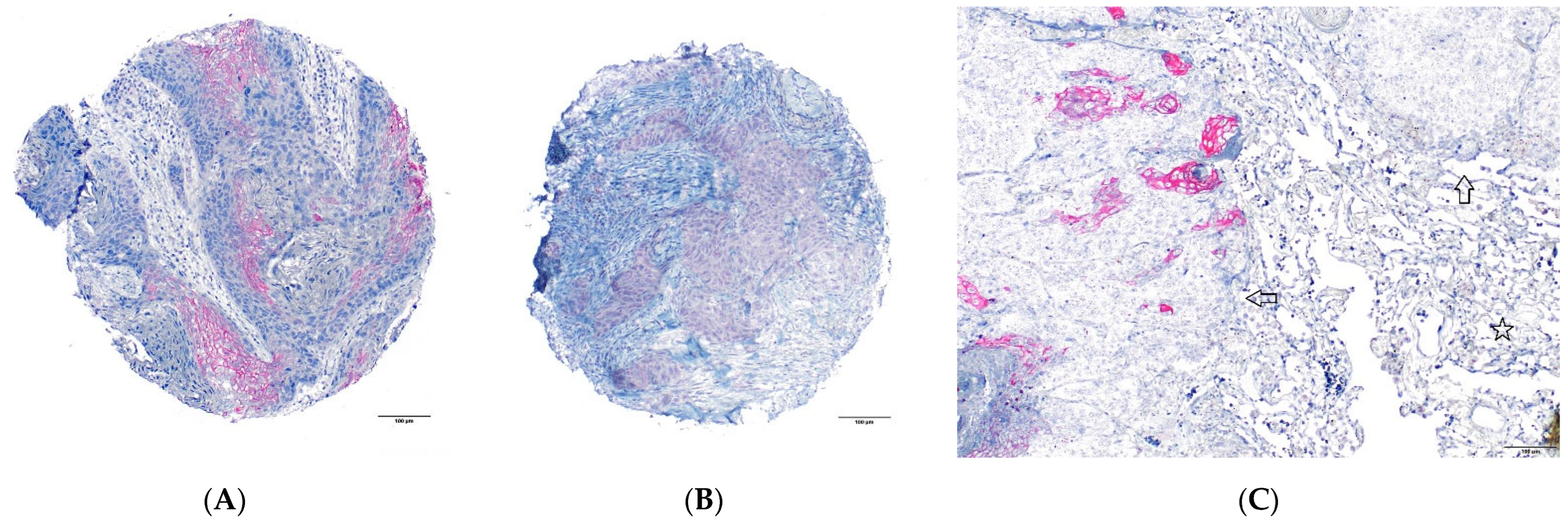 Ijms 24 10639 g001 Ijms 24 10639 g001