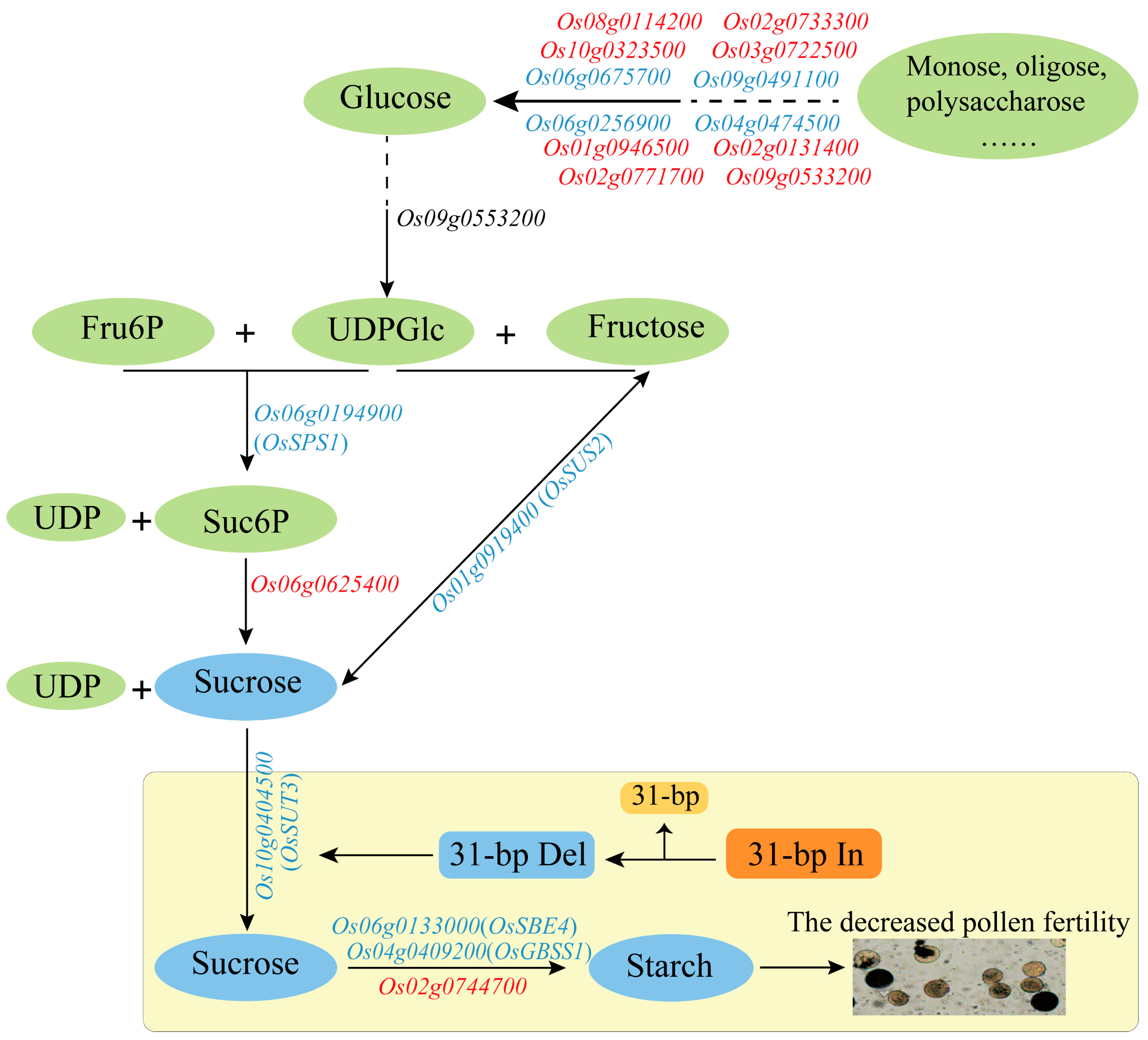 Ijms 24 10640 g007 Ijms 24 10640 g007