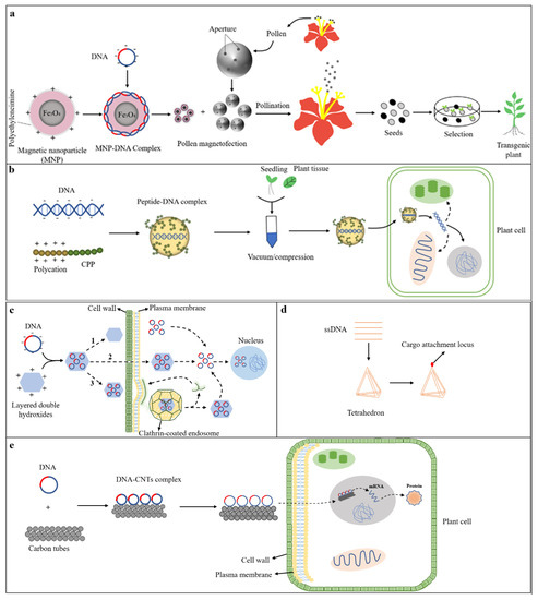 Technological Development and Application of Plant Genetic Transformation