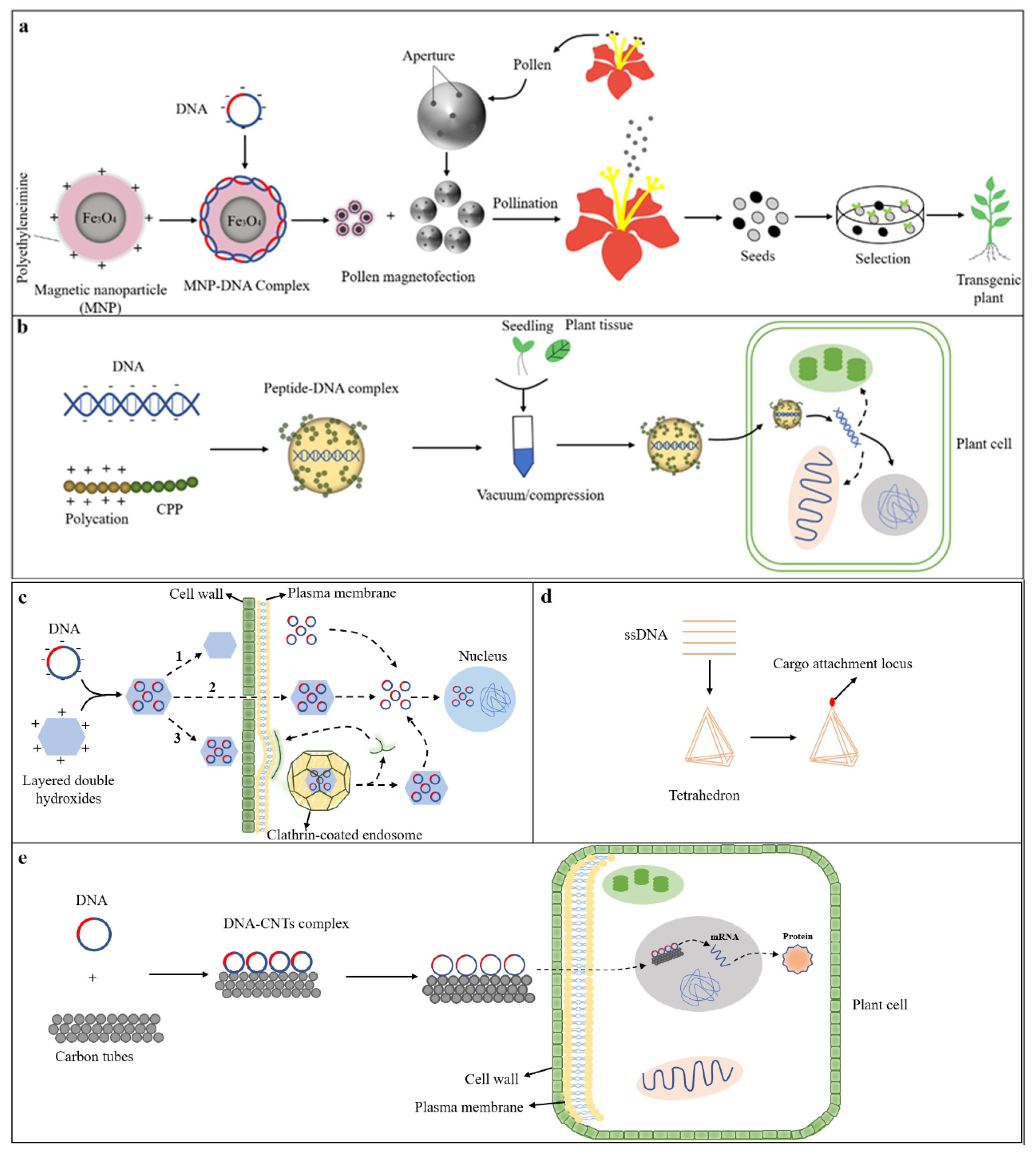Ijms 24 10646 g003 Ijms 24 10646 g003