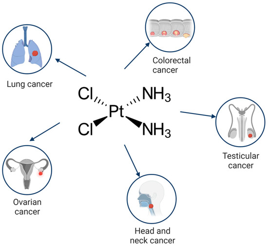 glutathione mtorc1 google scholar The Role of mTORC1 Pathway and Autophagy in Resistance to Platinum-Based  Chemotherapeutics
