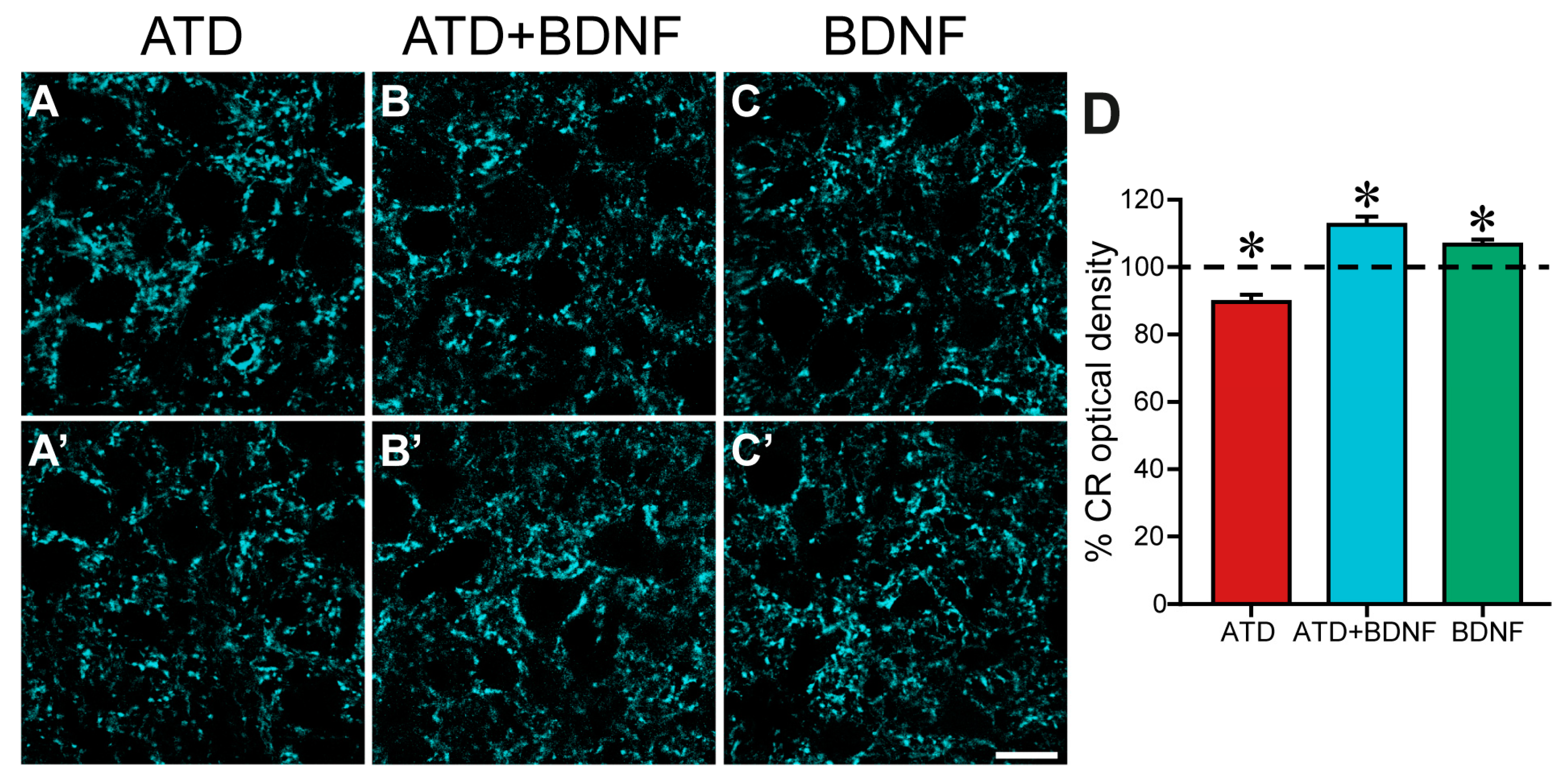 Ijms 24 10660 g002 Ijms 24 10660 g002