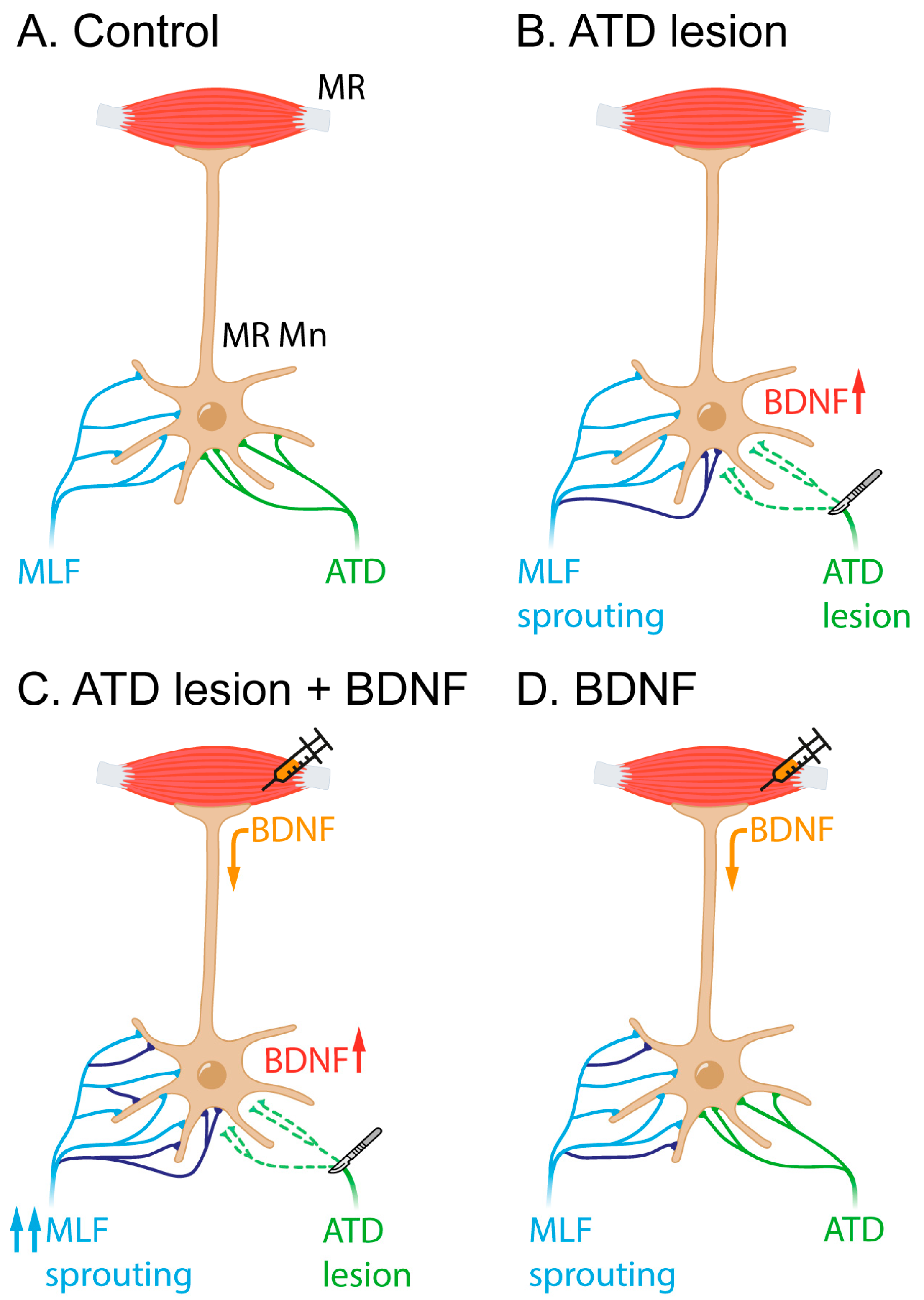 Ijms 24 10660 g005 Ijms 24 10660 g005