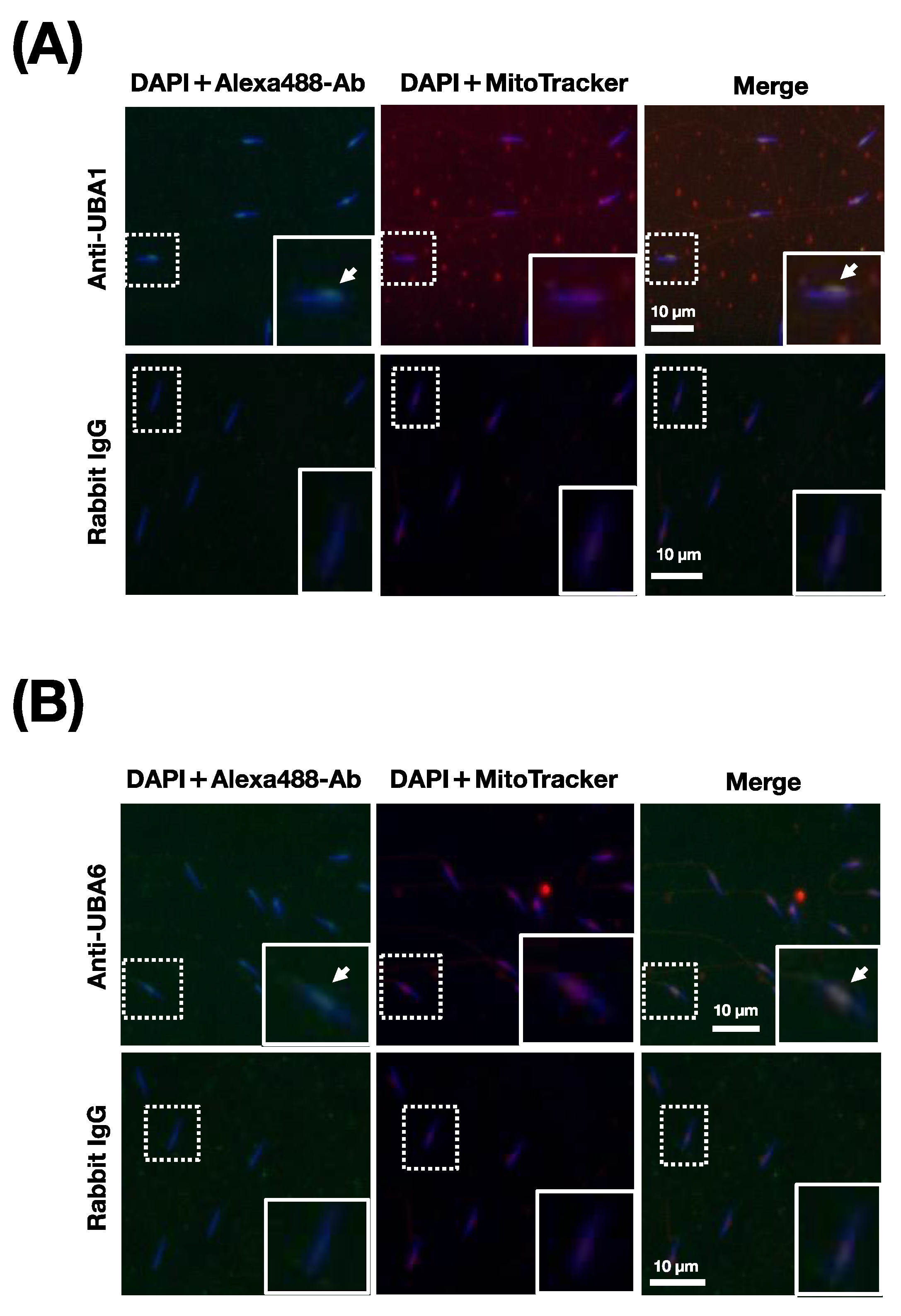 Ijms 24 10662 g006 Ijms 24 10662 g006