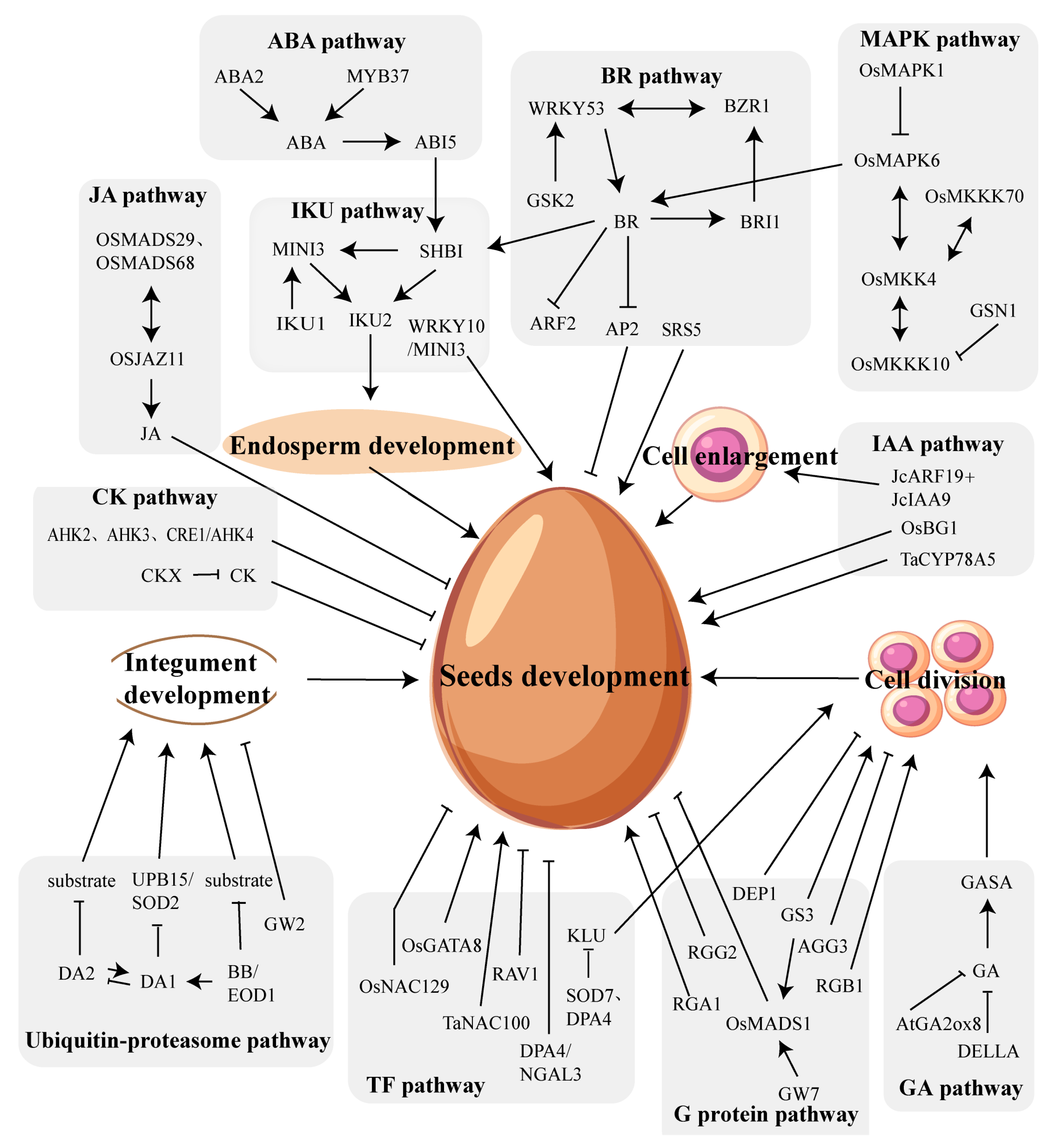 Ijms 24 10666 g001 Ijms 24 10666 g001
