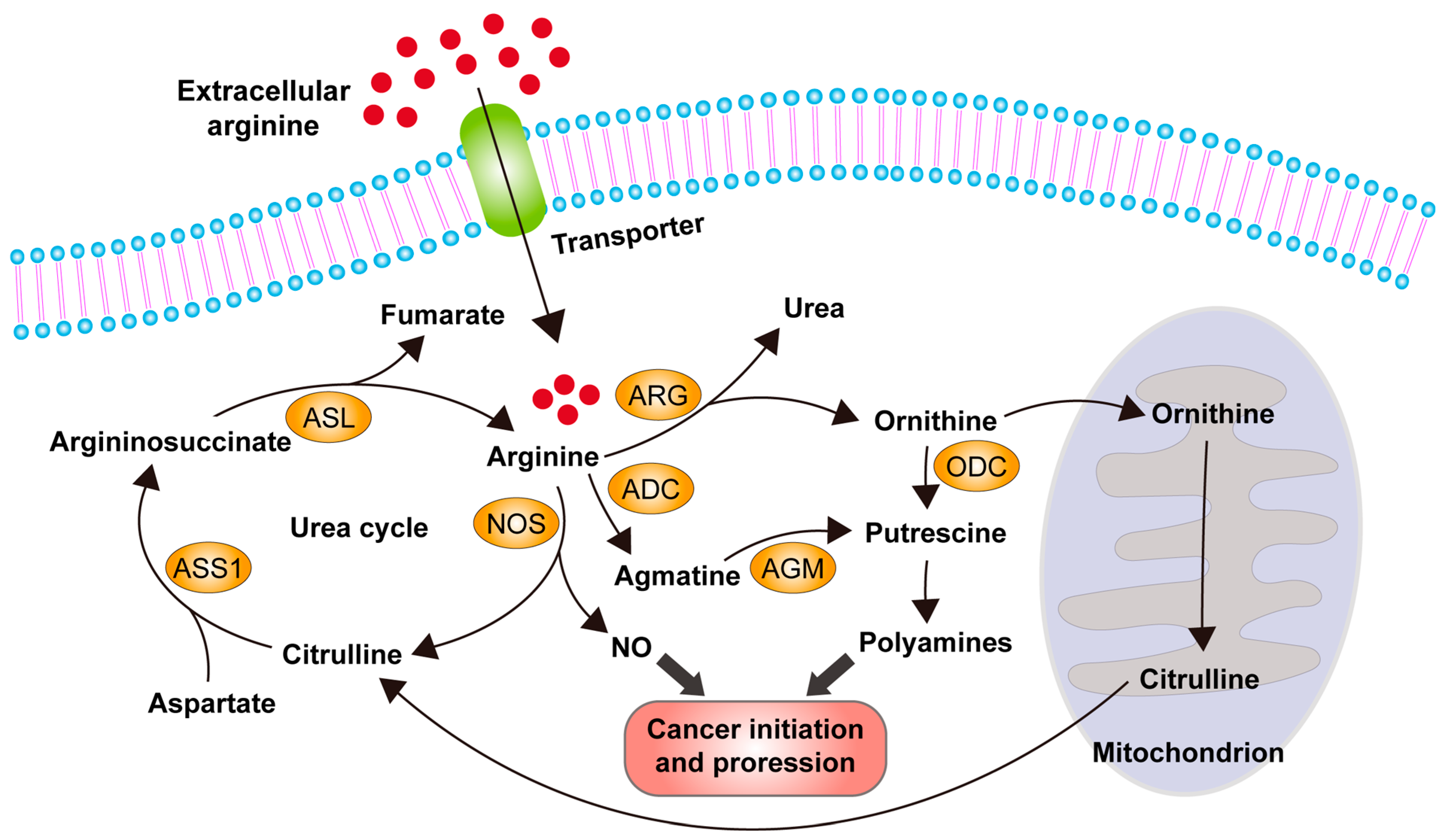 Clinical Application Of Arginine In Anti-Tumor Treatment