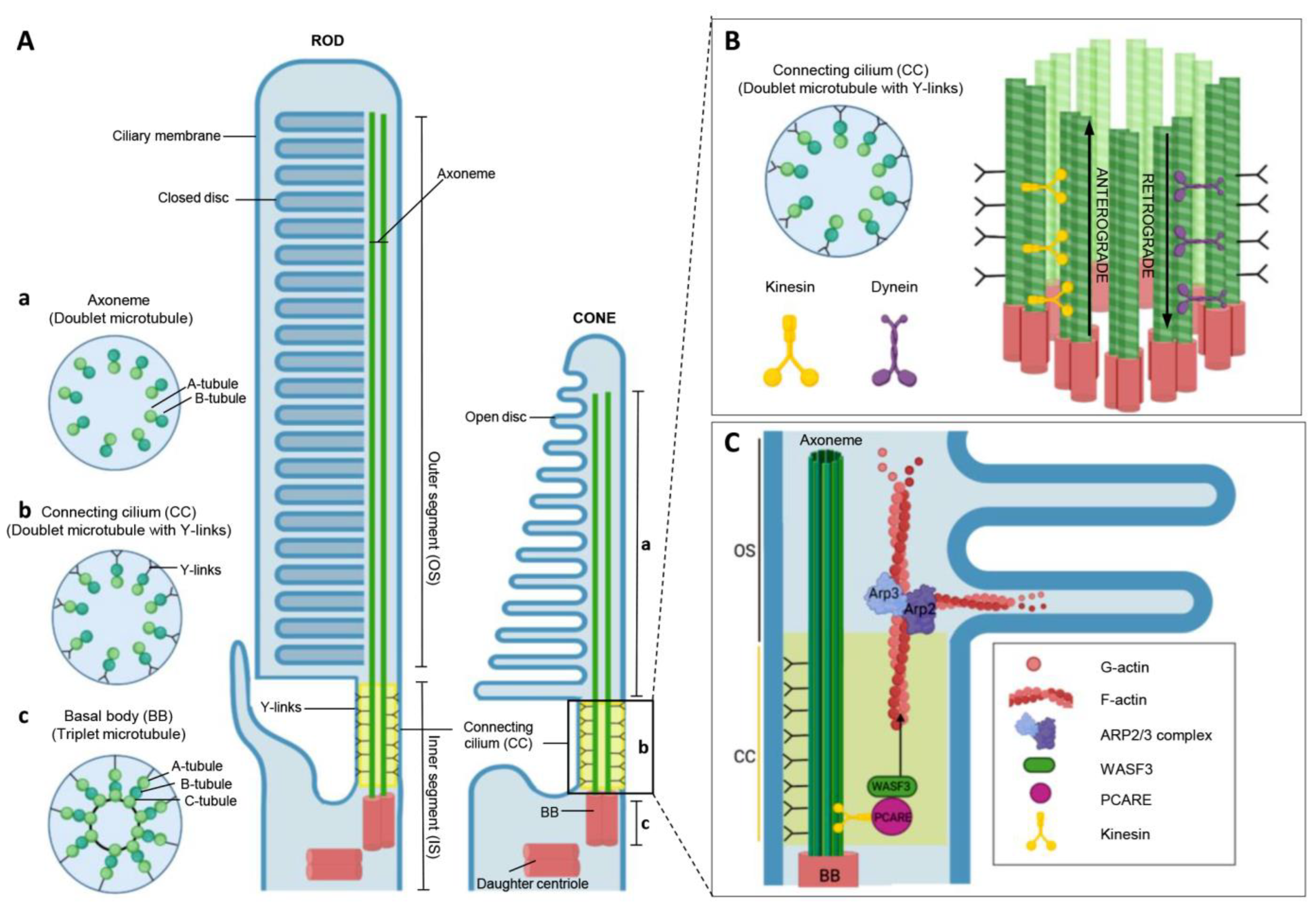 IJMS | Free Full-Text | Clinical and Molecular Aspects of C2orf71/PCARE in  Retinal Diseases