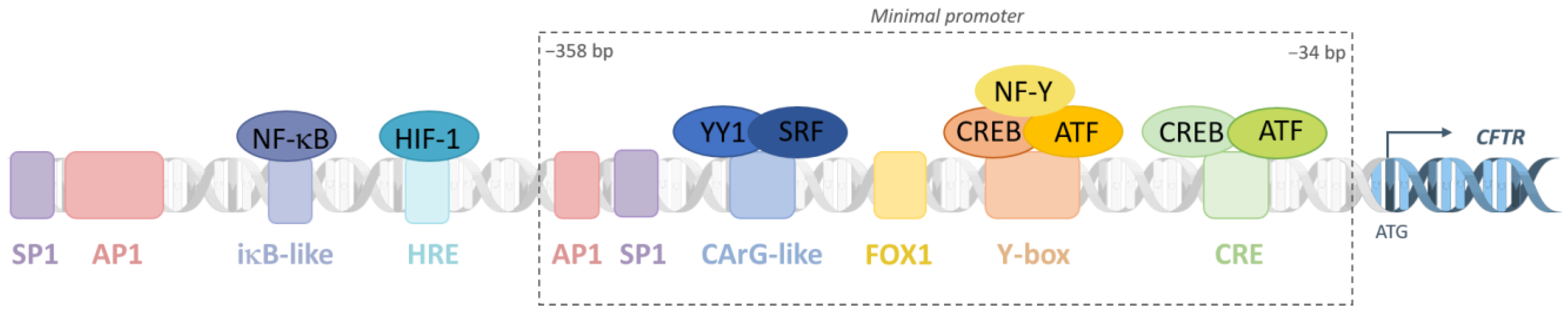 Ijms 24 10678 g002 Ijms 24 10678 g002