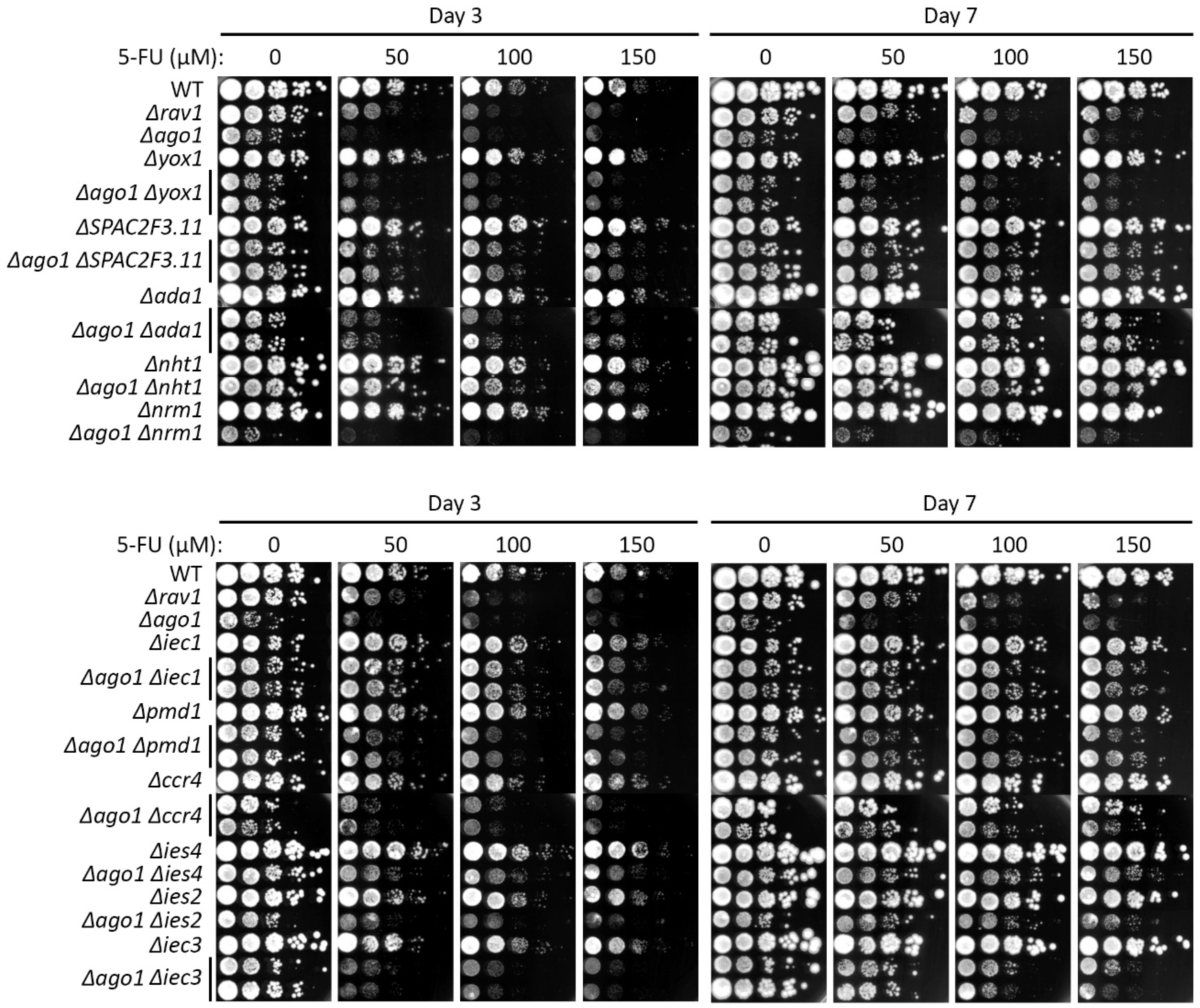 Ijms 24 10687 g002 Ijms 24 10687 g002