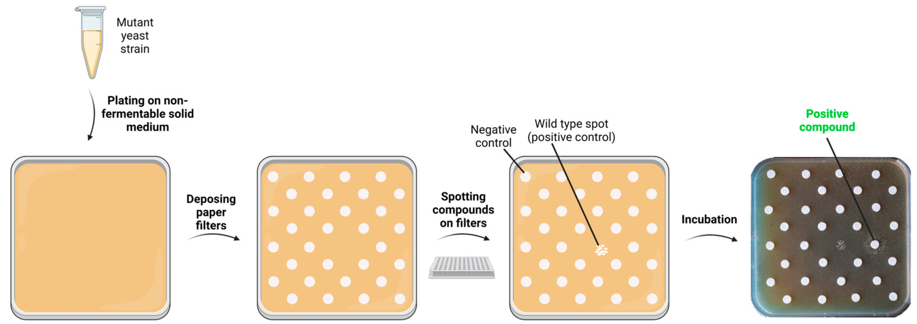 Ijms 24 10696 g001 Ijms 24 10696 g001