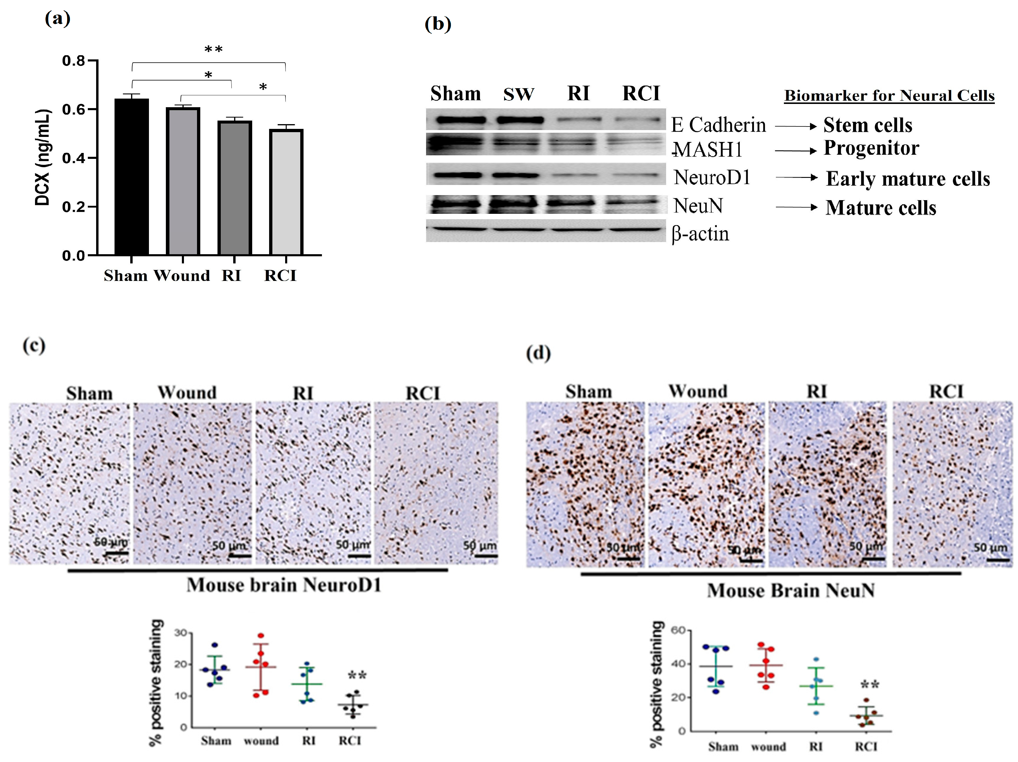 Ijms 24 10701 g006 Ijms 24 10701 g006