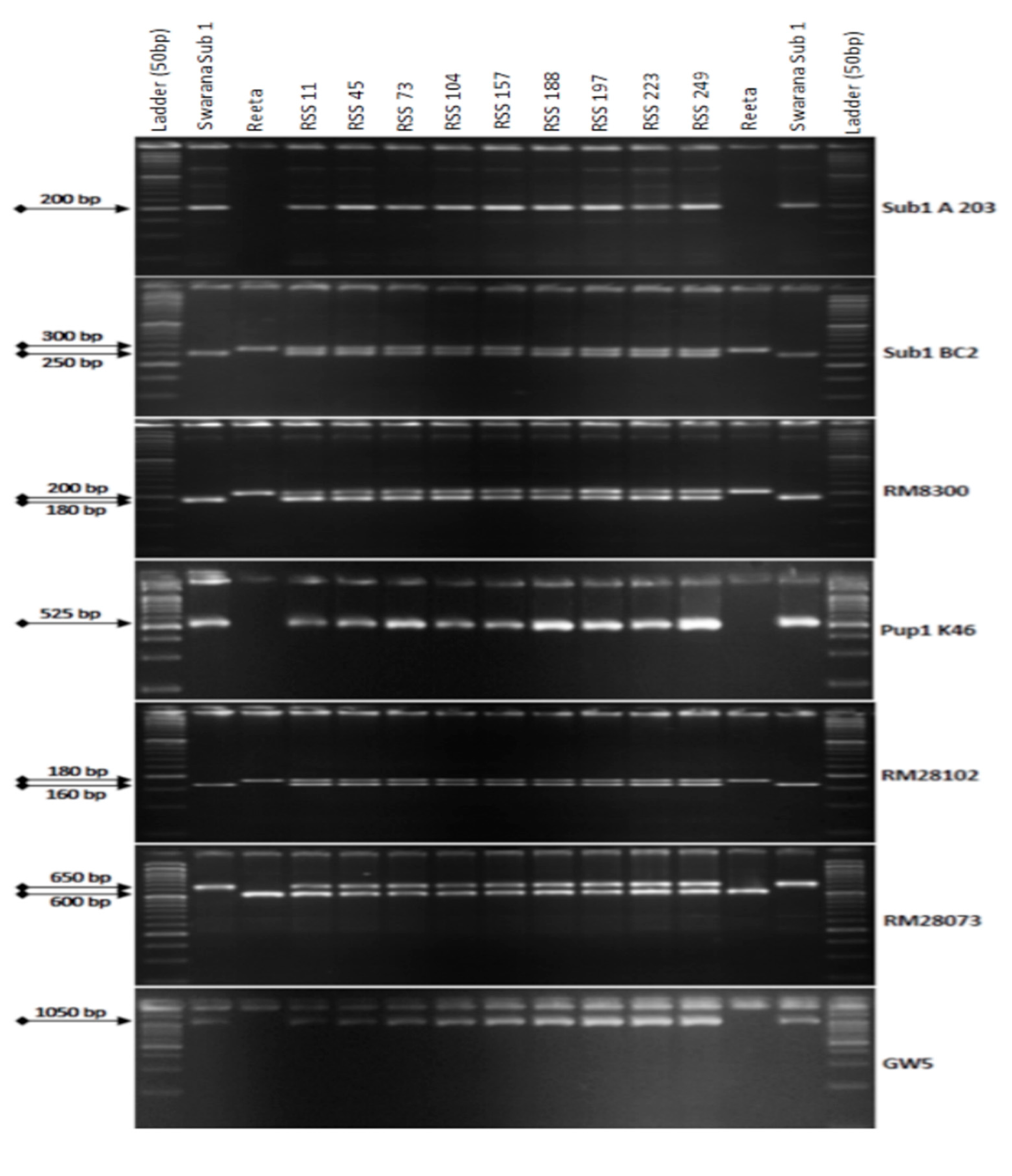 Ijms 24 10708 g001 Ijms 24 10708 g001