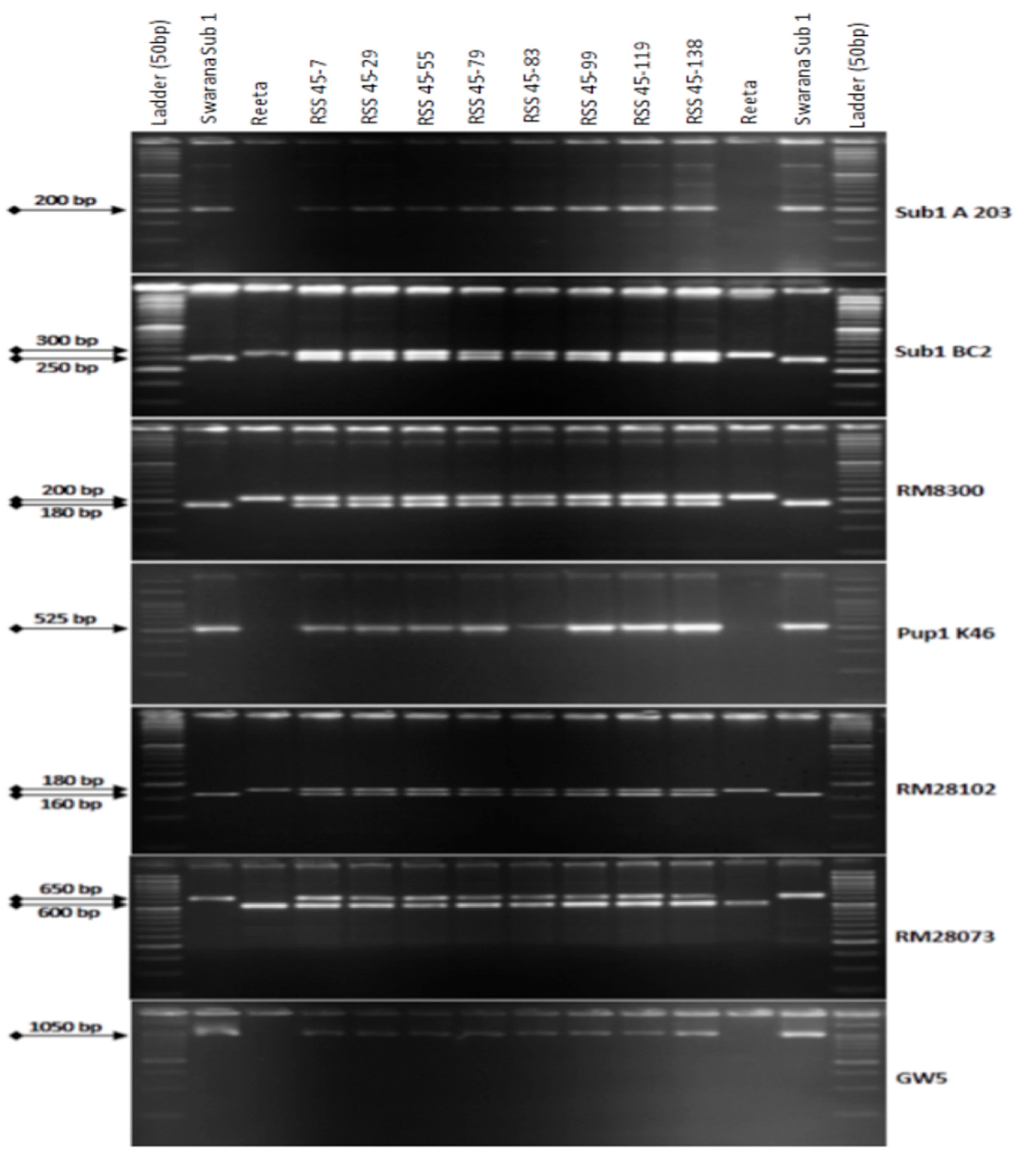 Ijms 24 10708 g002 Ijms 24 10708 g002