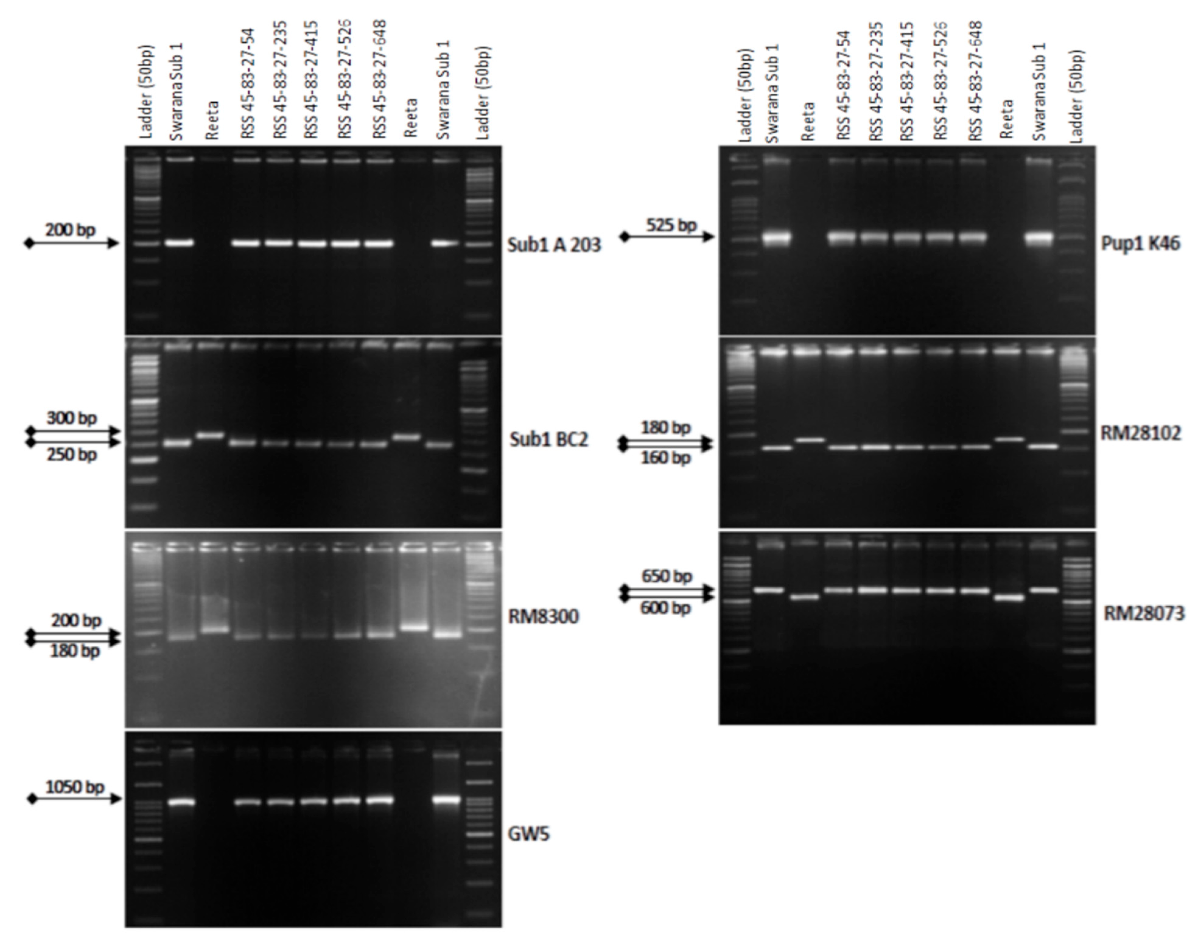 Ijms 24 10708 g004 Ijms 24 10708 g004
