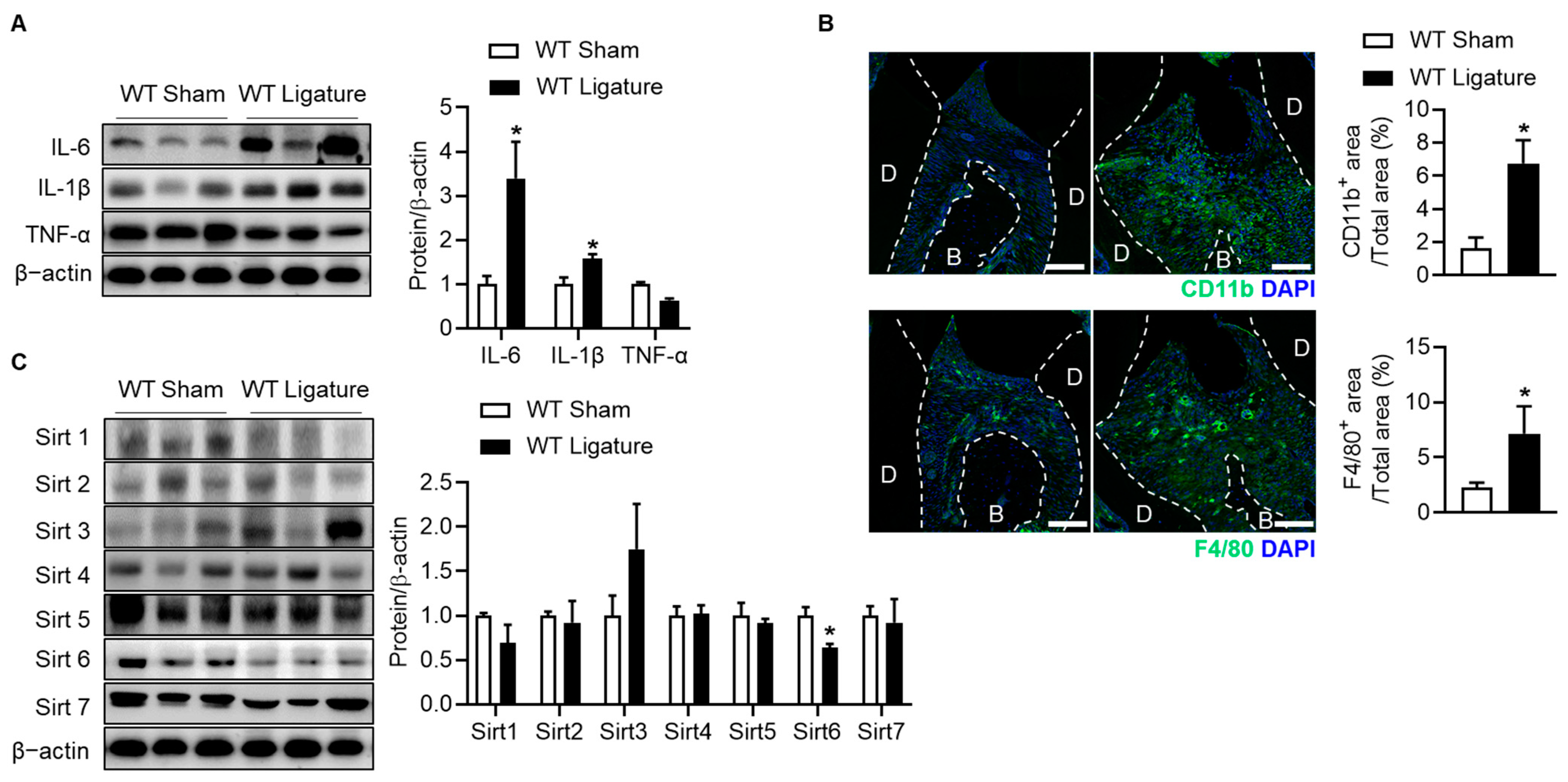 Ijms 24 10714 g002 Ijms 24 10714 g002