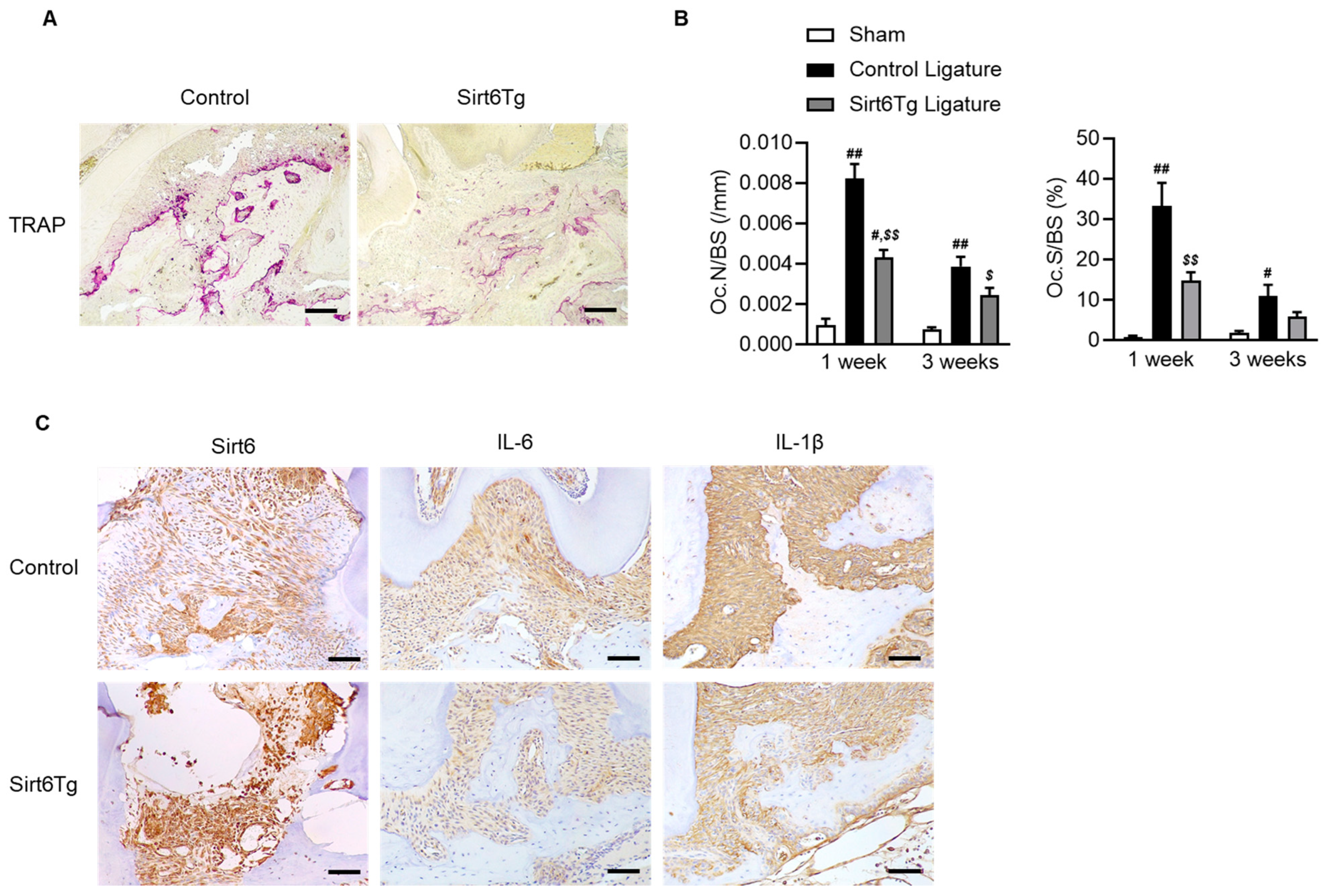 Ijms 24 10714 g004 Ijms 24 10714 g004