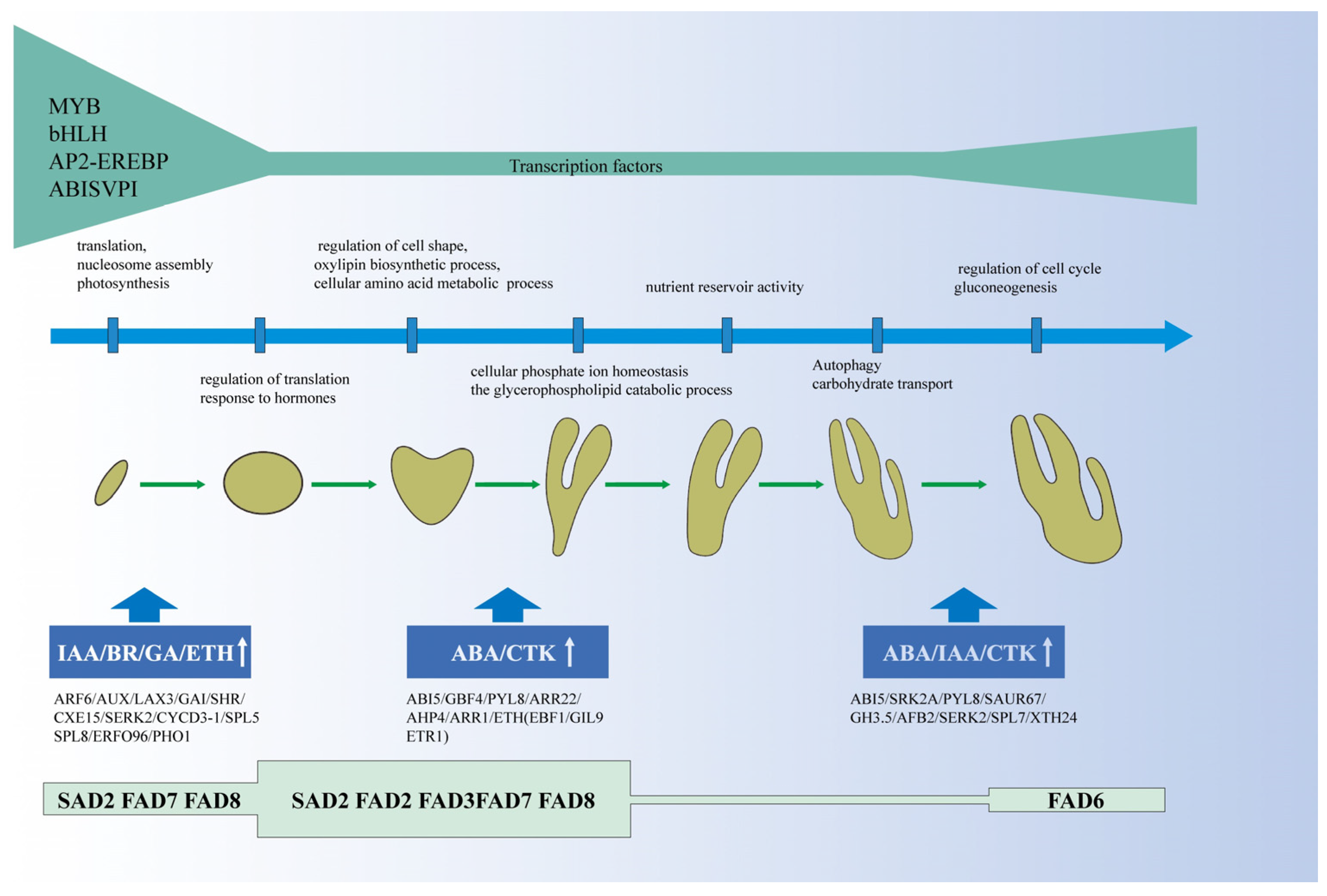 Ijms 24 10715 g011 Ijms 24 10715 g011