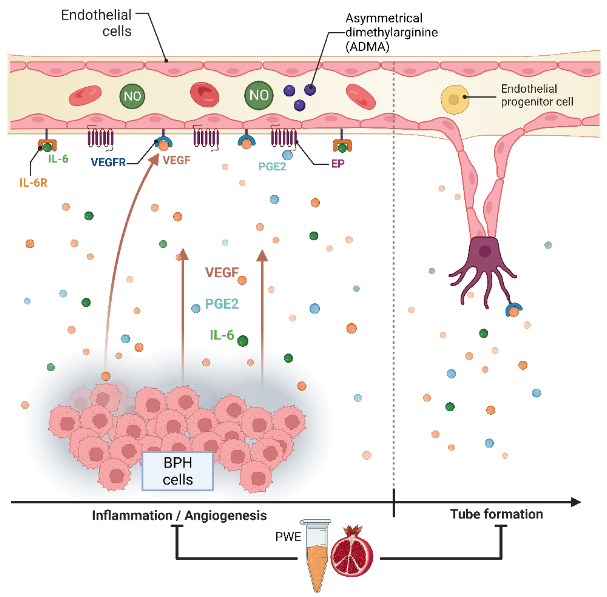 Ijms 24 10719 g008 Ijms 24 10719 g008
