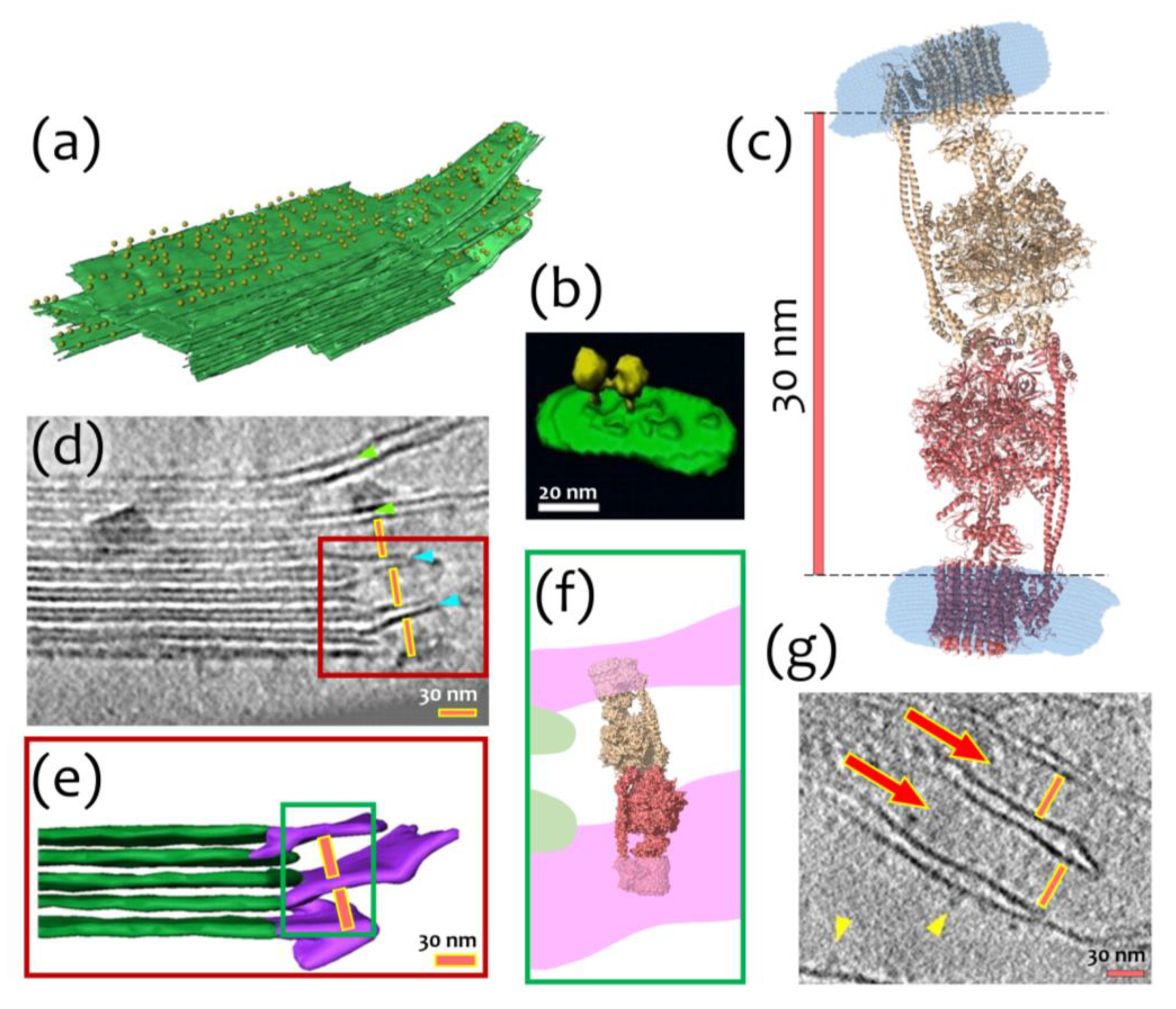Ijms 24 10720 g004 Ijms 24 10720 g004