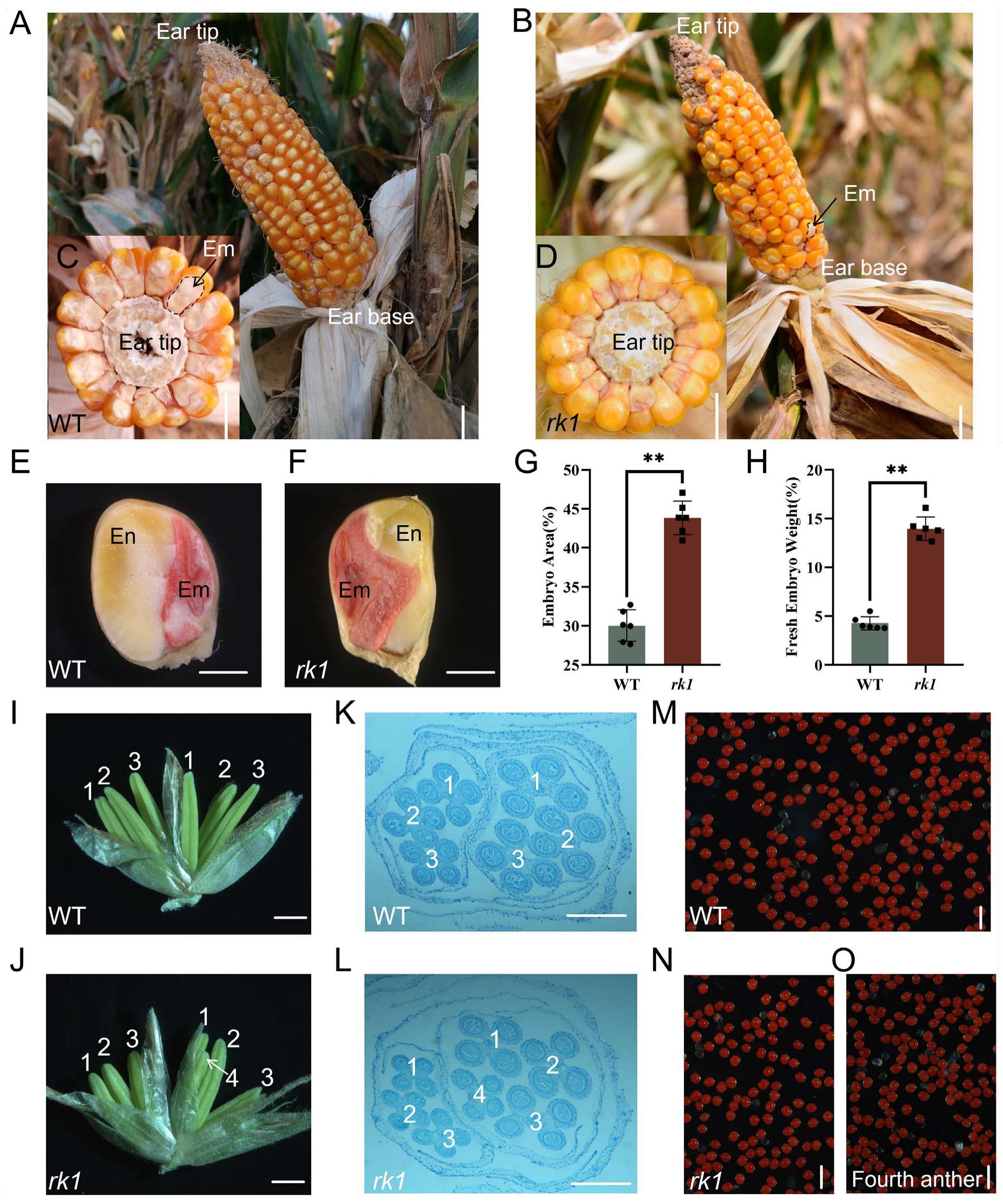 Ijms 24 10728 g001 Ijms 24 10728 g001