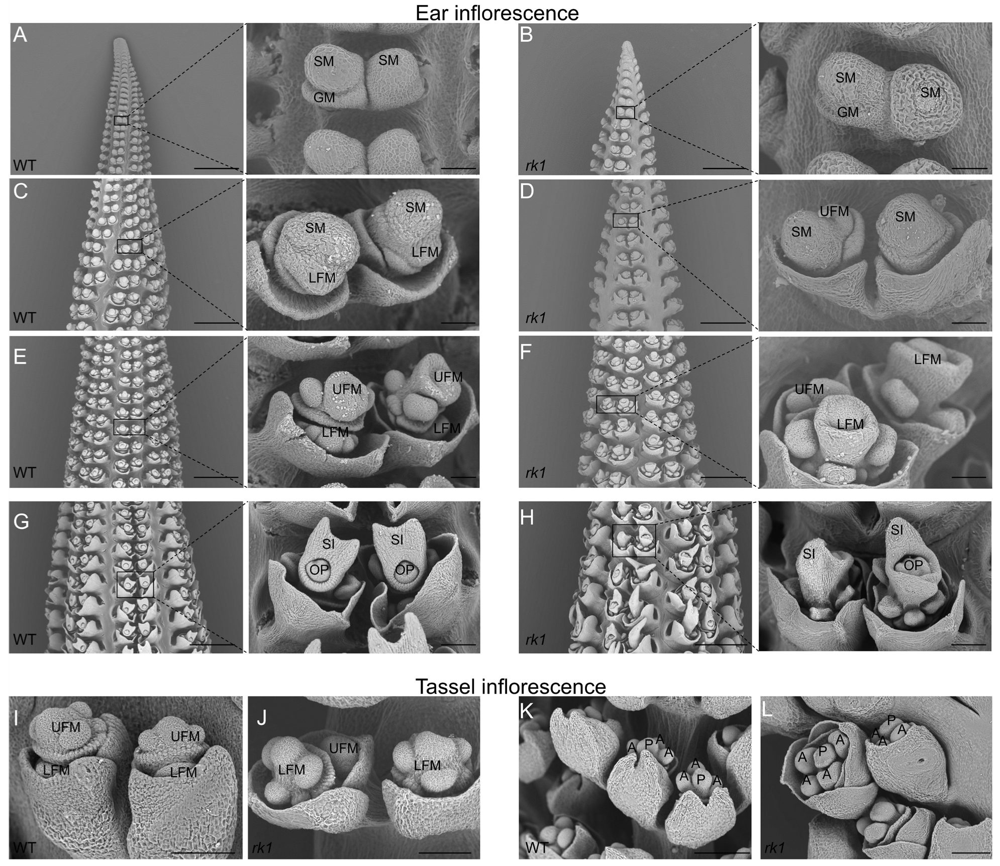 Ijms 24 10728 g004 Ijms 24 10728 g004