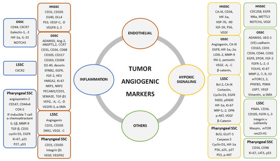 Diagnostic, Prognostic, and Therapeutic Role for