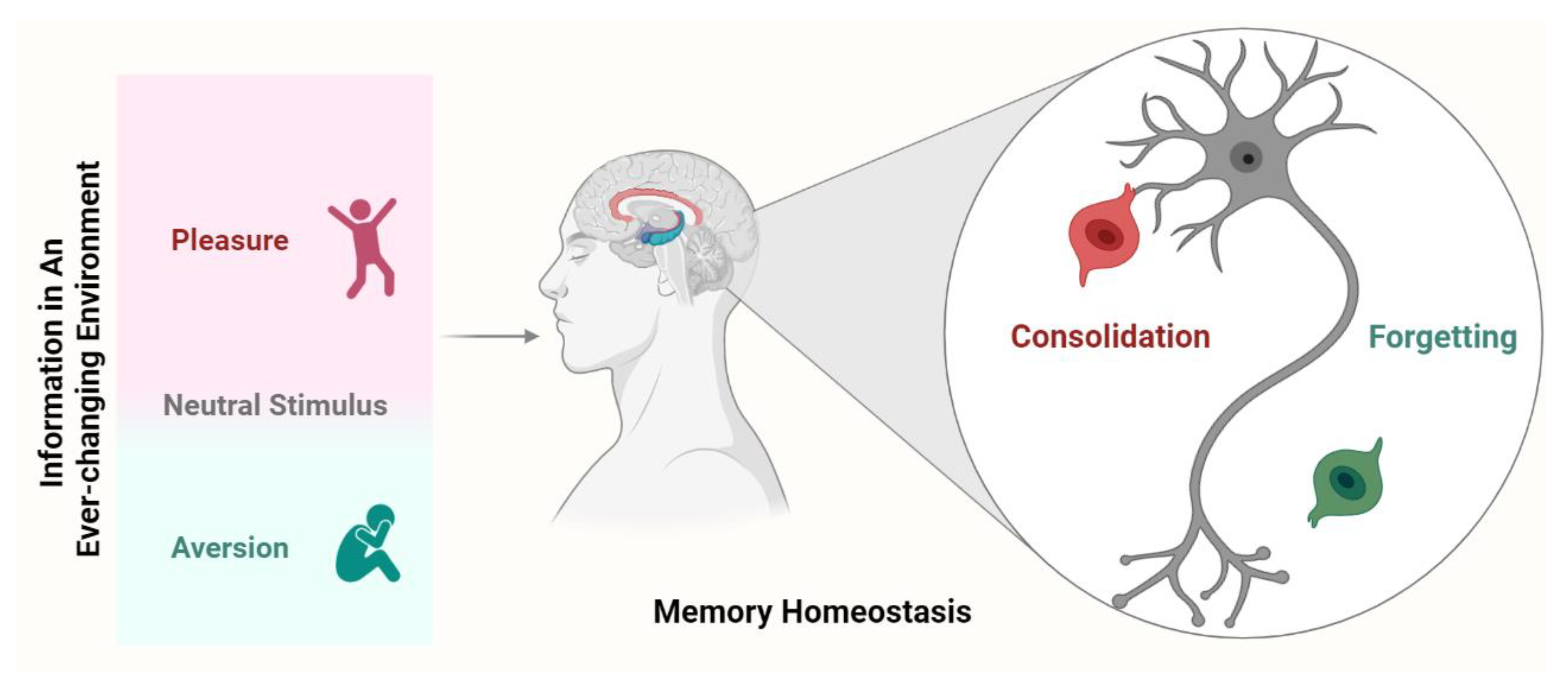 Molecular mechanisms of consolidation. After the encoding of a