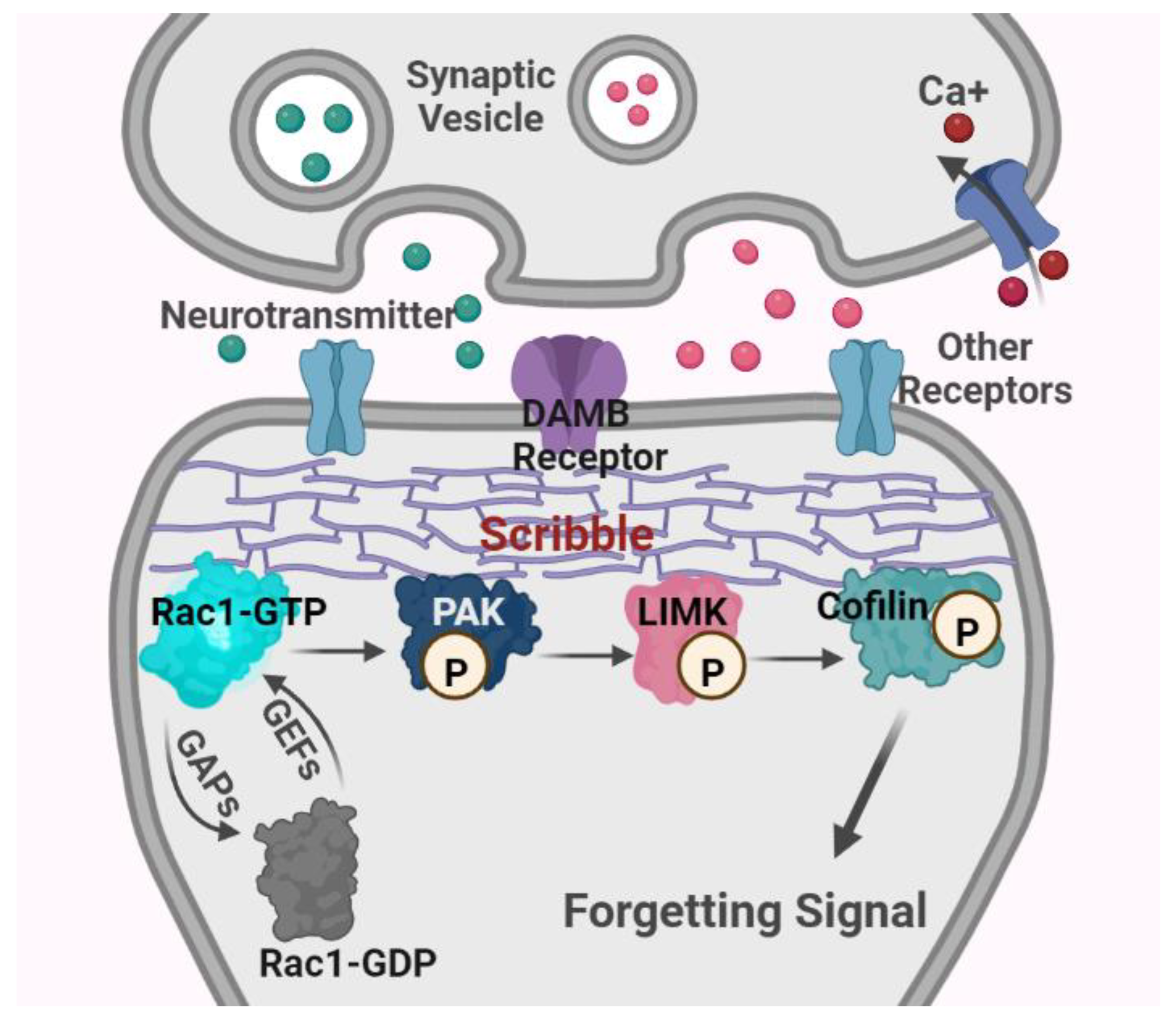 Forgotten memory storage and retrieval in Drosophila