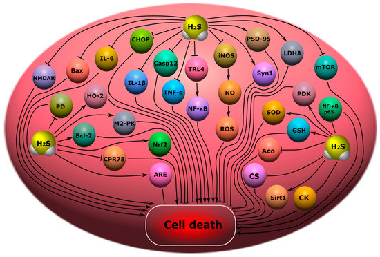 The Role of Hydrogen Sulfide in Regulation of Cell Death following ...