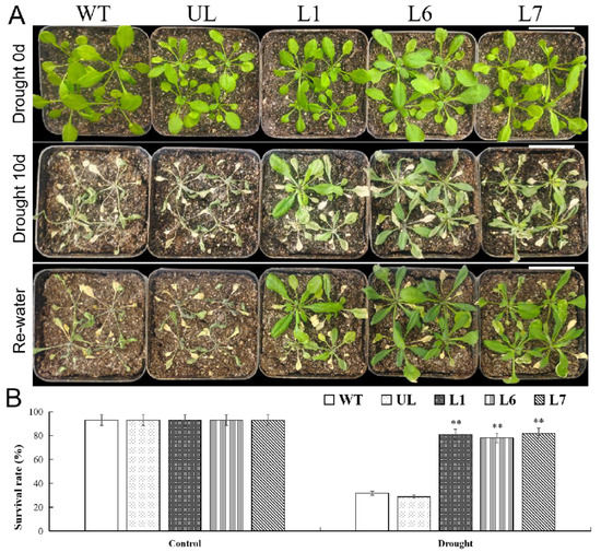 Overexpression of a Grape MYB Transcription Factor Gene Overexpression of a Grape MYB Transcription Factor Gene