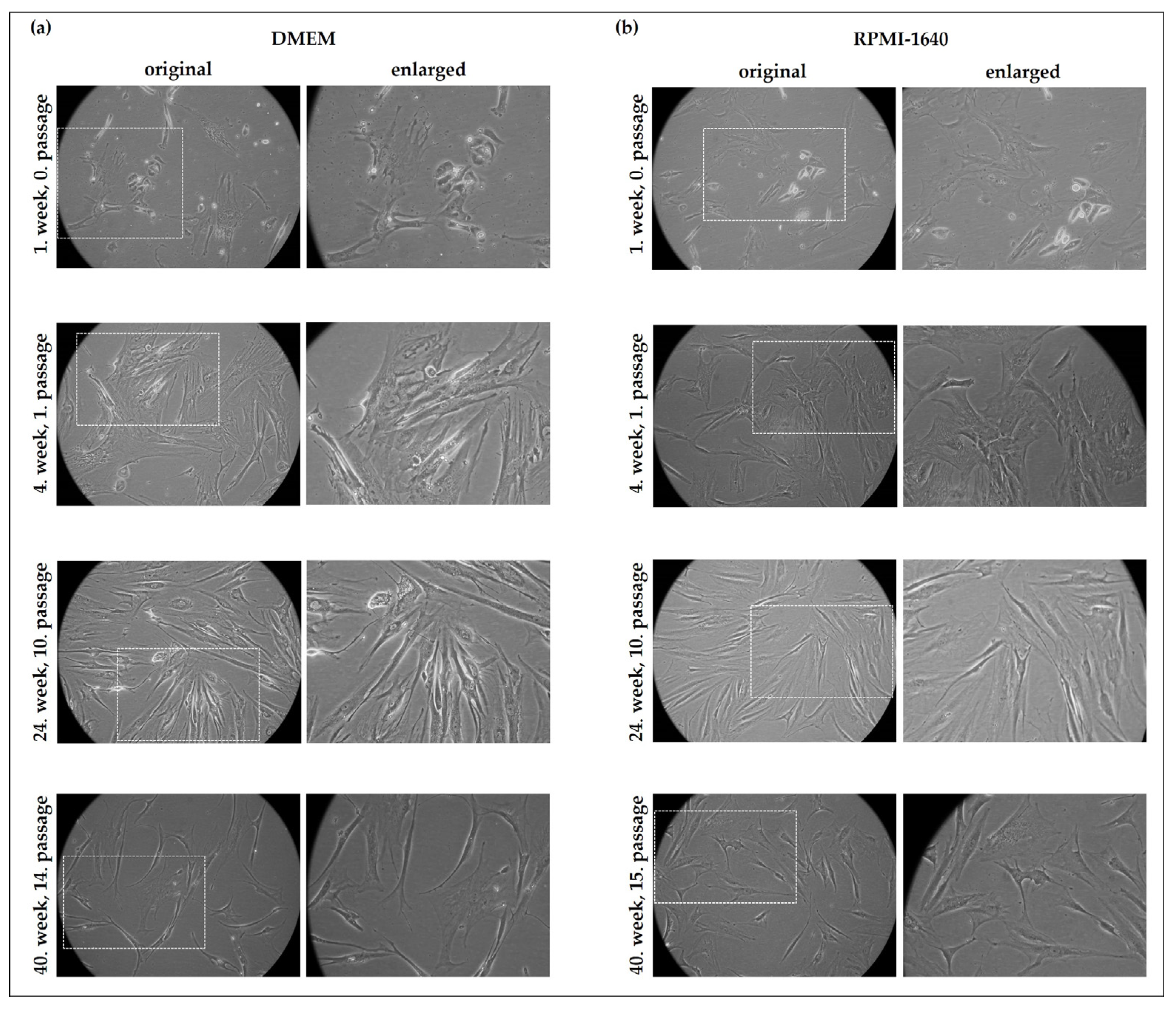 Ijms 24 10752 g002 Ijms 24 10752 g002