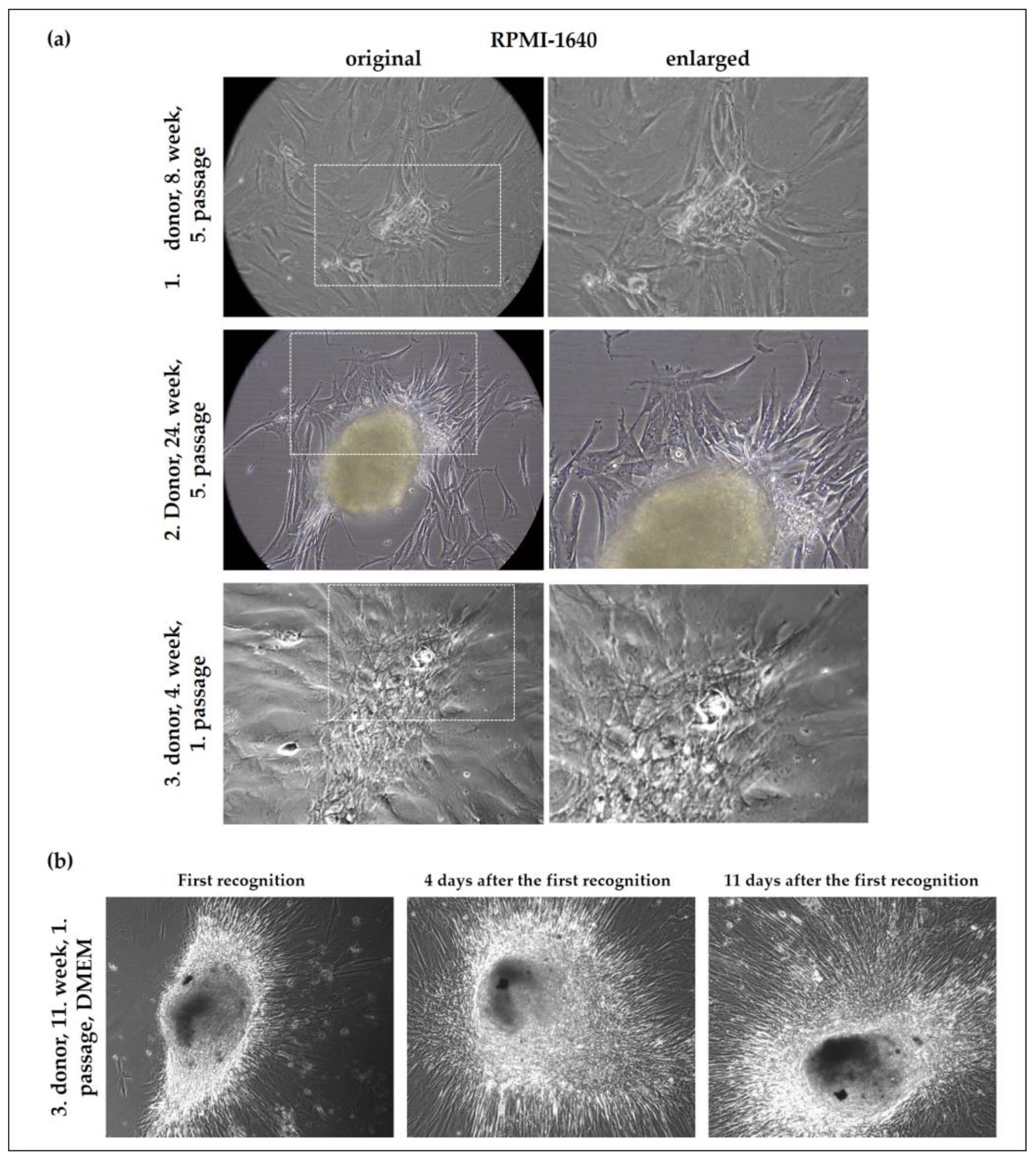 Ijms 24 10752 g003 Ijms 24 10752 g003