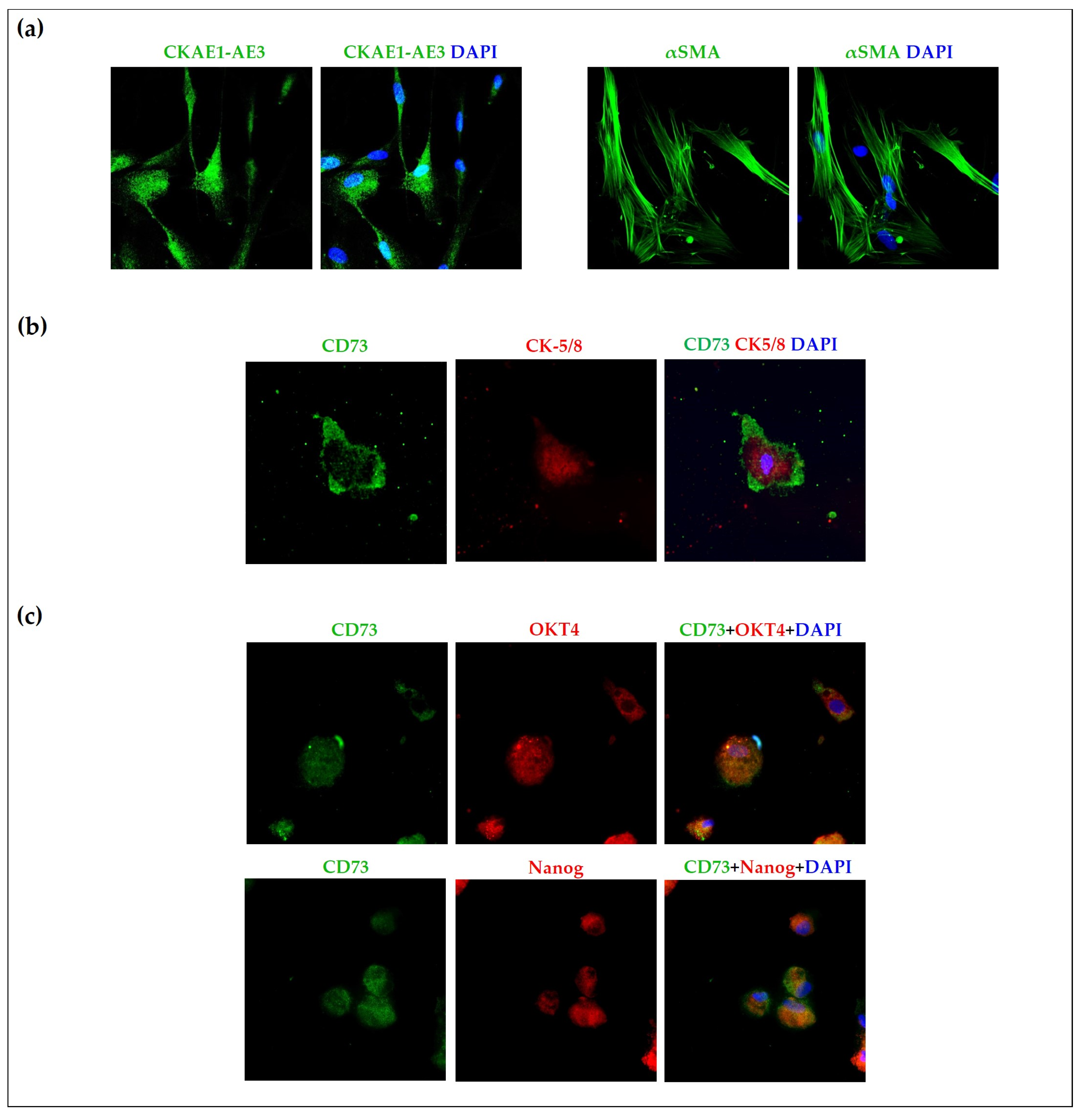 Ijms 24 10752 g005 Ijms 24 10752 g005
