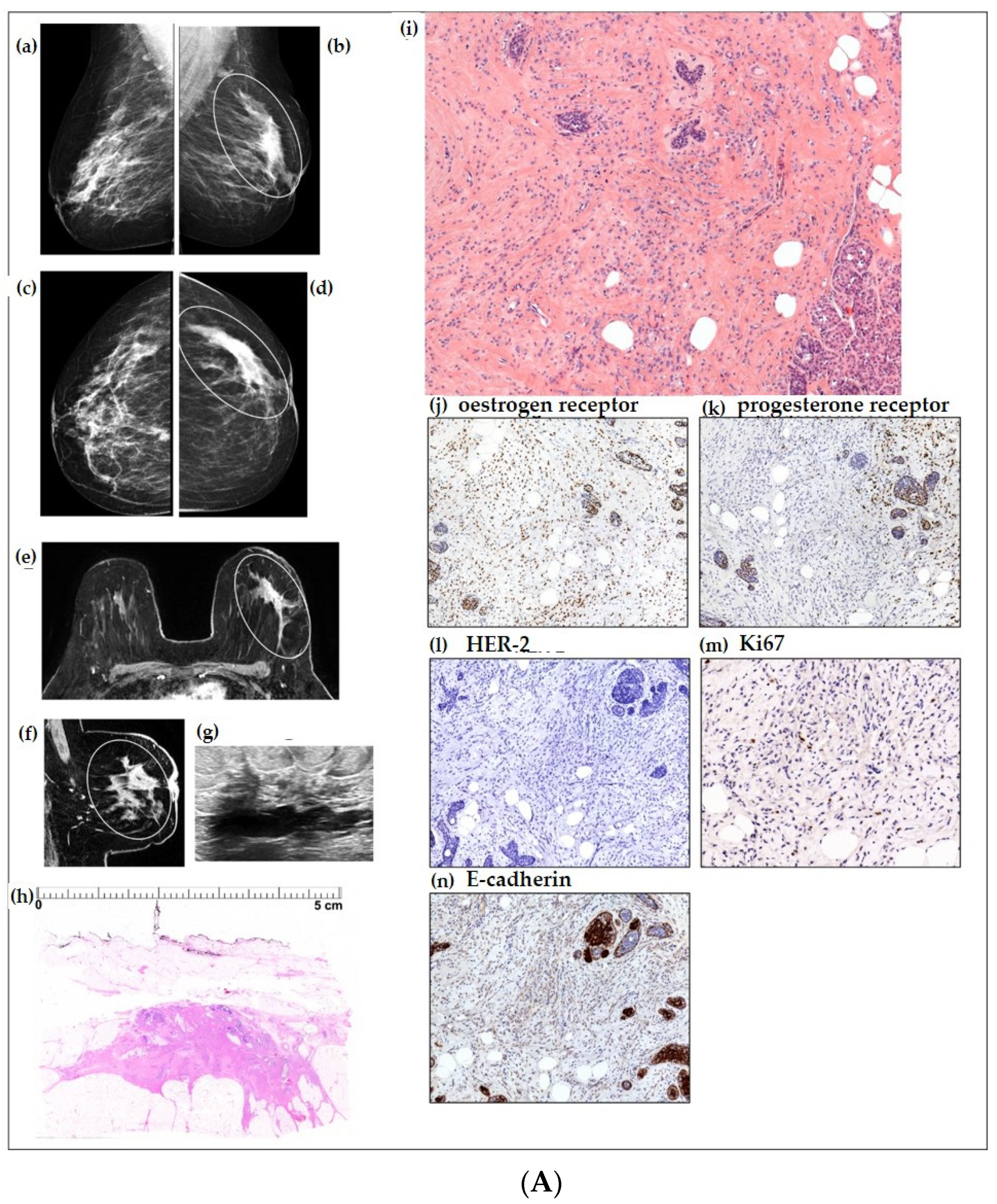 Ijms 24 10752 g0a2a Ijms 24 10752 g0a2a