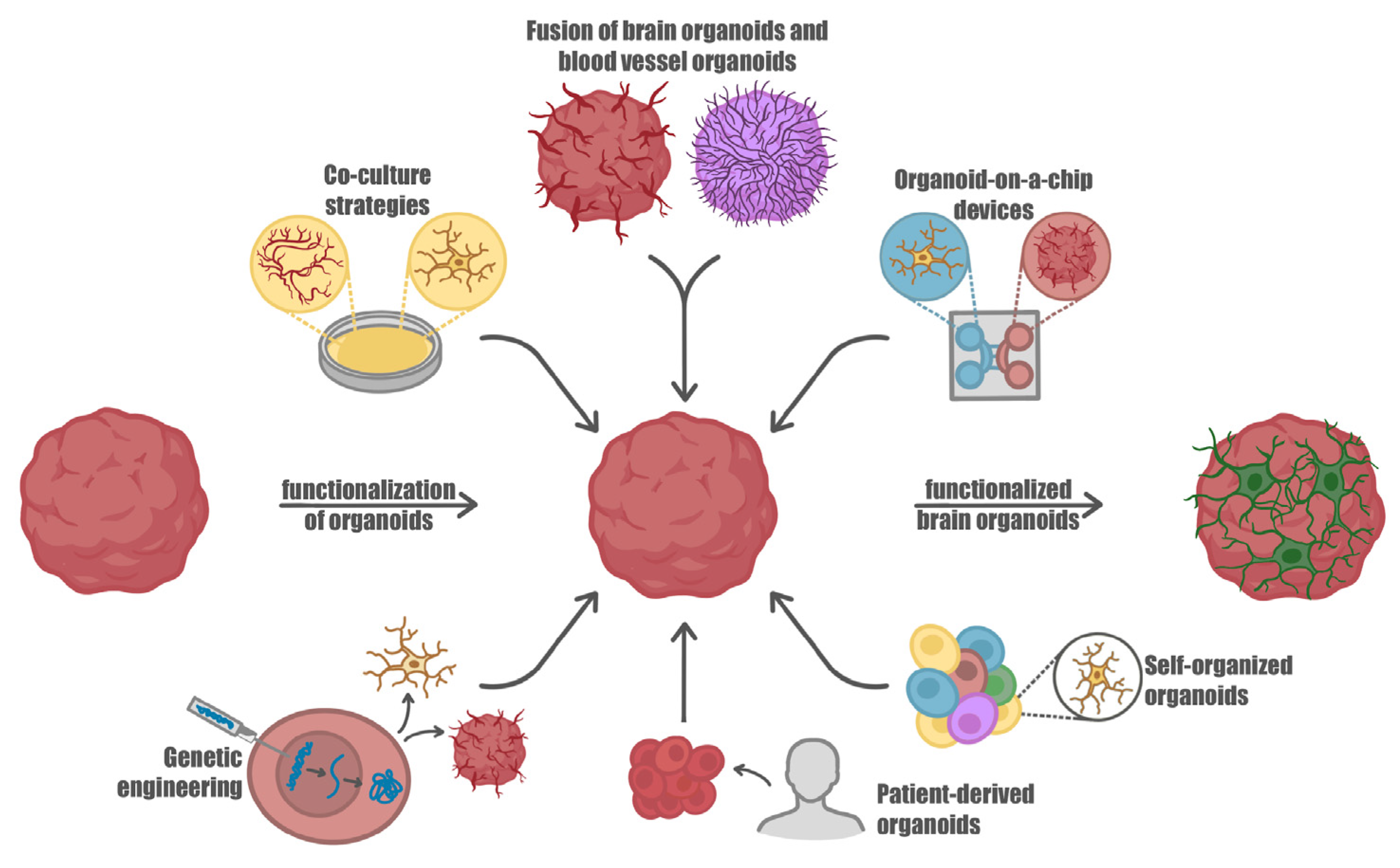 Ijms 24 10762 g002 Ijms 24 10762 g002