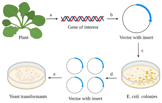 Yeast Heterologous Expression Systems for the Study of Plant