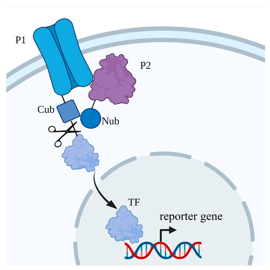 Yeast Heterologous Expression Systems for the Study of Plant