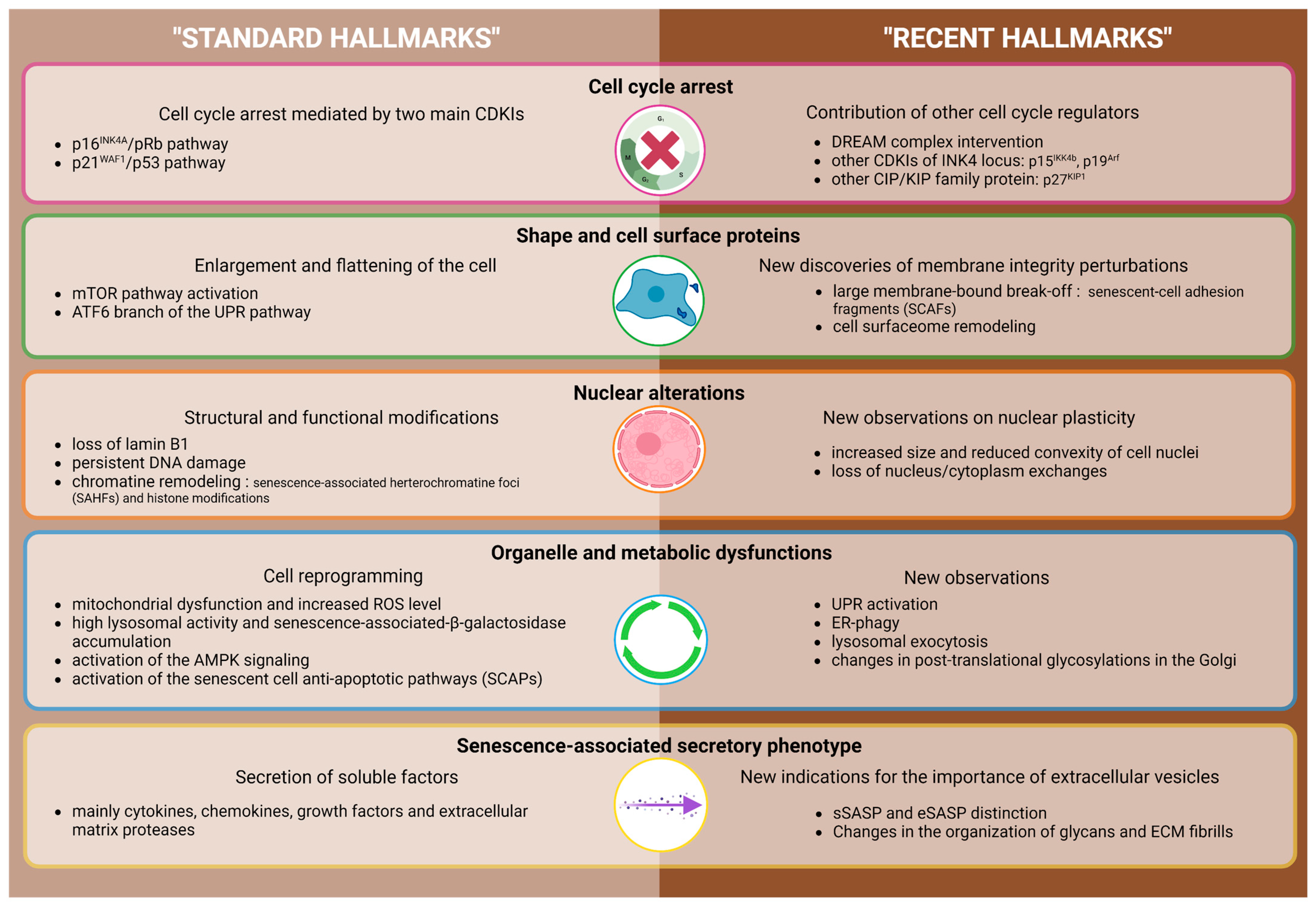 Ijms 24 10788 g001 Ijms 24 10788 g001