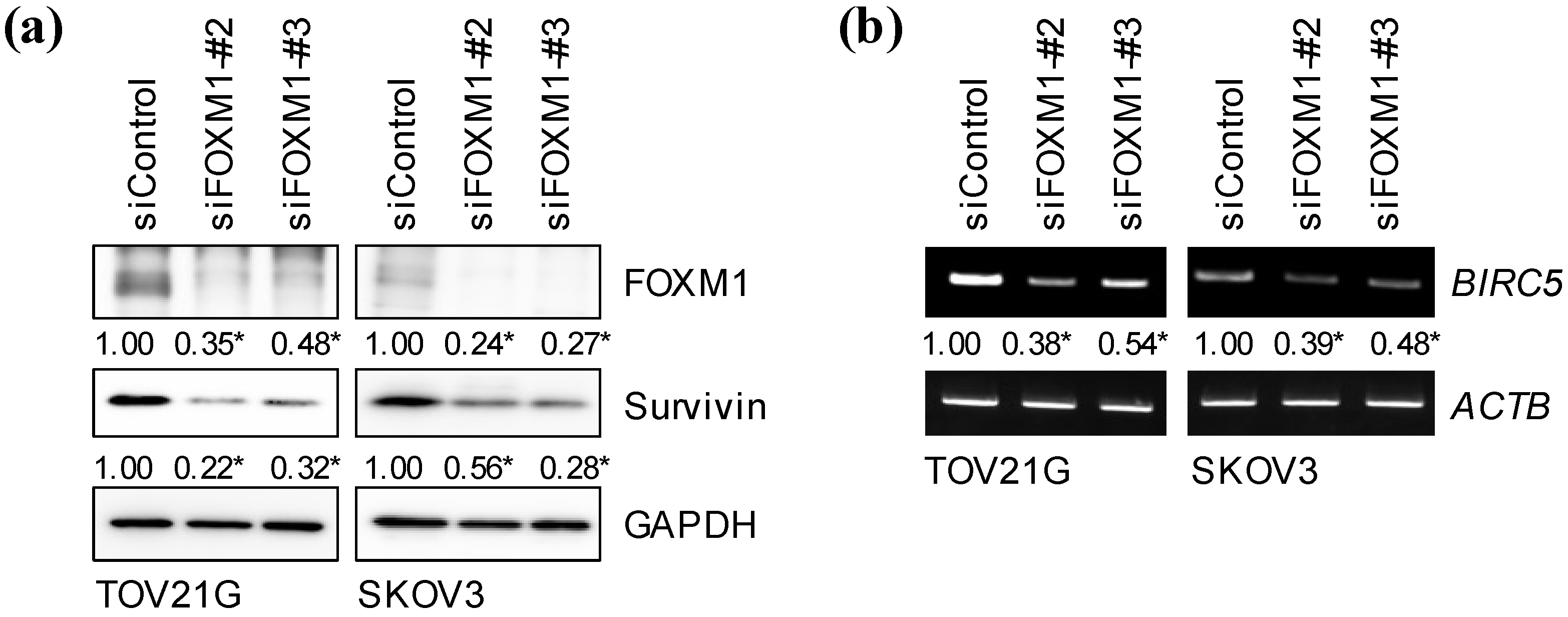 Ijms 24 10817 g005 Ijms 24 10817 g005