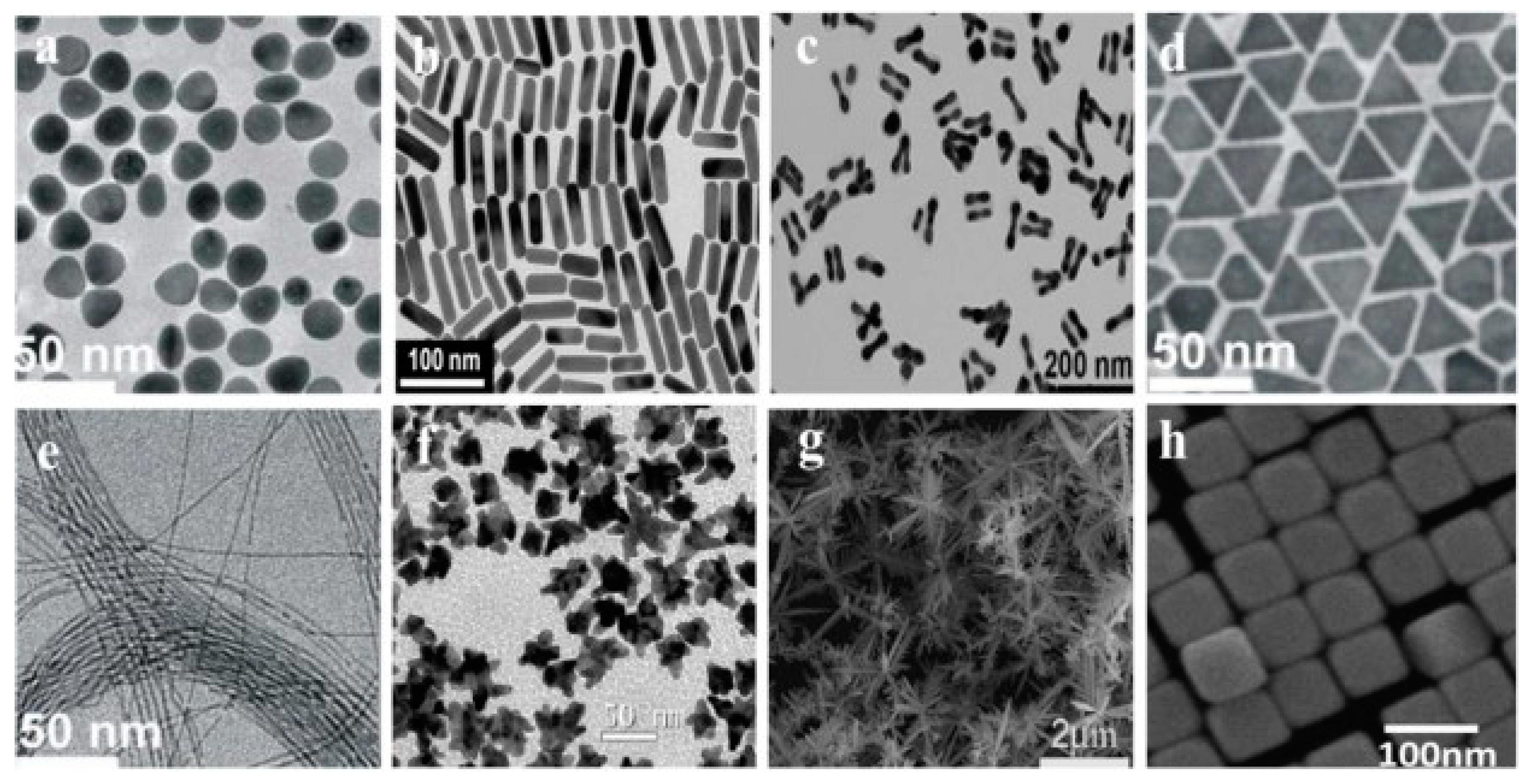 Ijms 24 10819 g001 Ijms 24 10819 g001