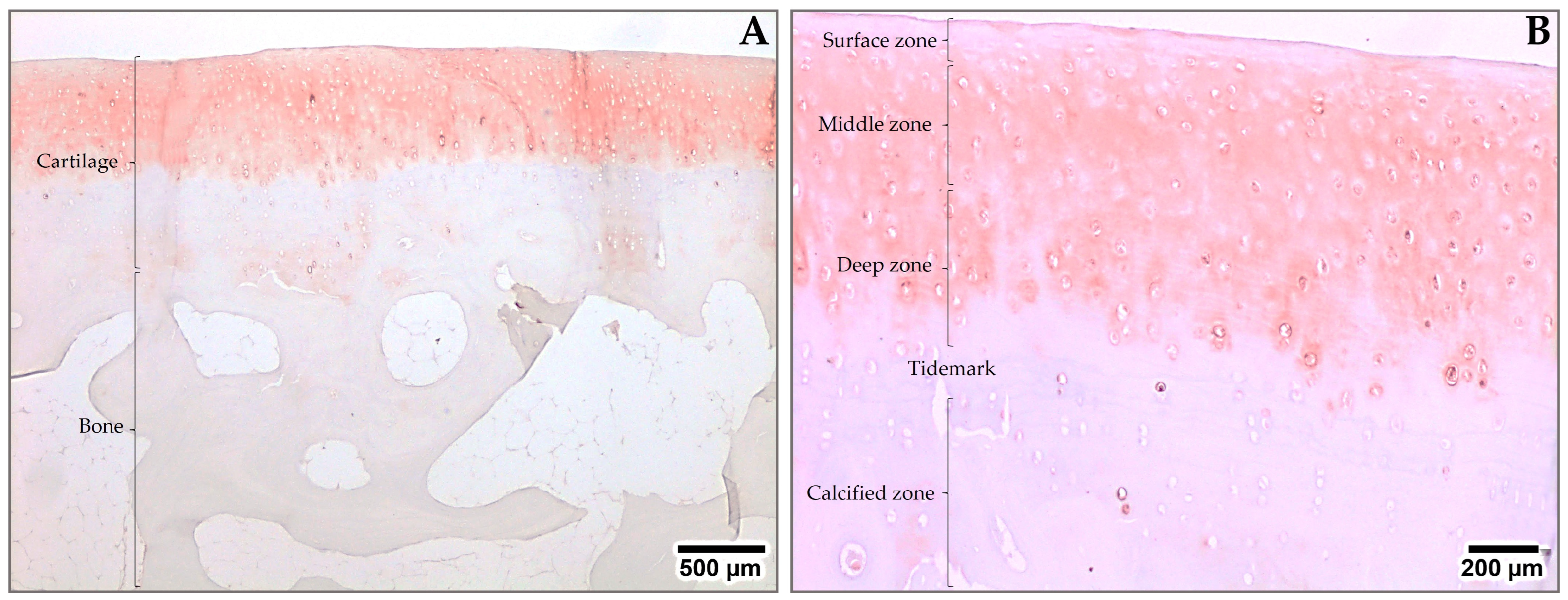 Ijms 24 10824 g002 Ijms 24 10824 g002