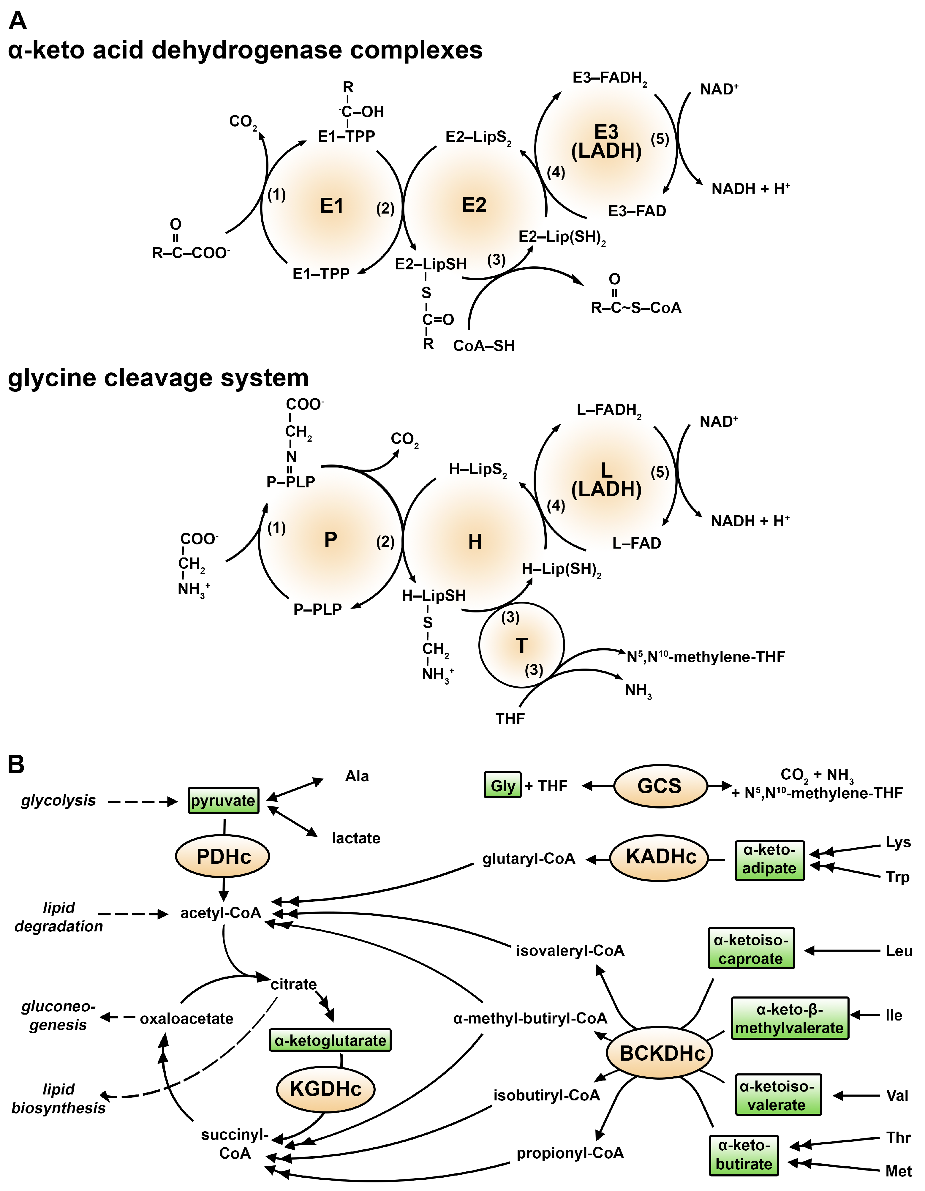 Ijms 24 10826 g001 Ijms 24 10826 g001