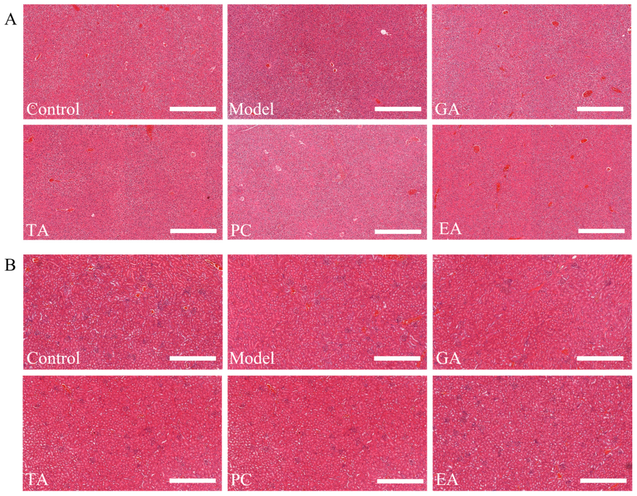 Ijms 24 10828 g014 Ijms 24 10828 g014