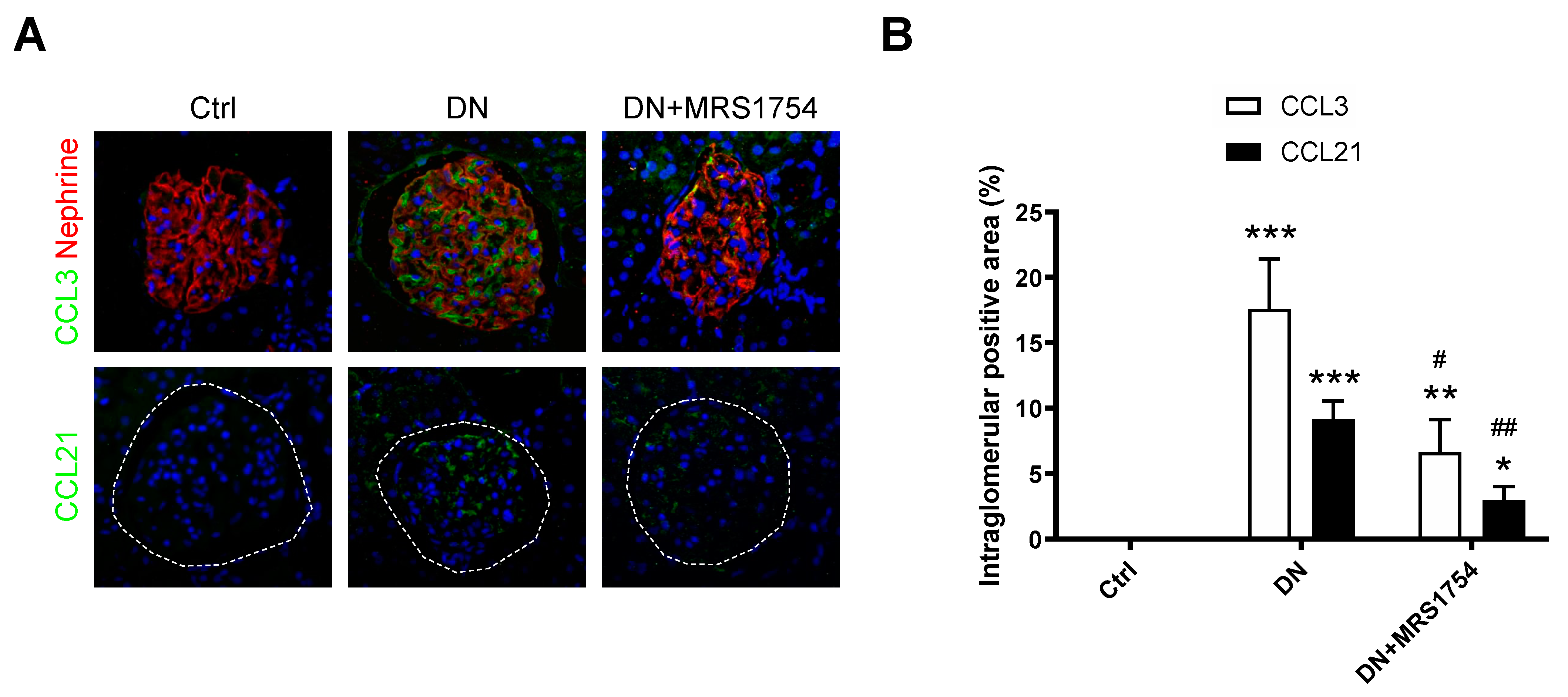 Ijms 24 10829 g003 Ijms 24 10829 g003