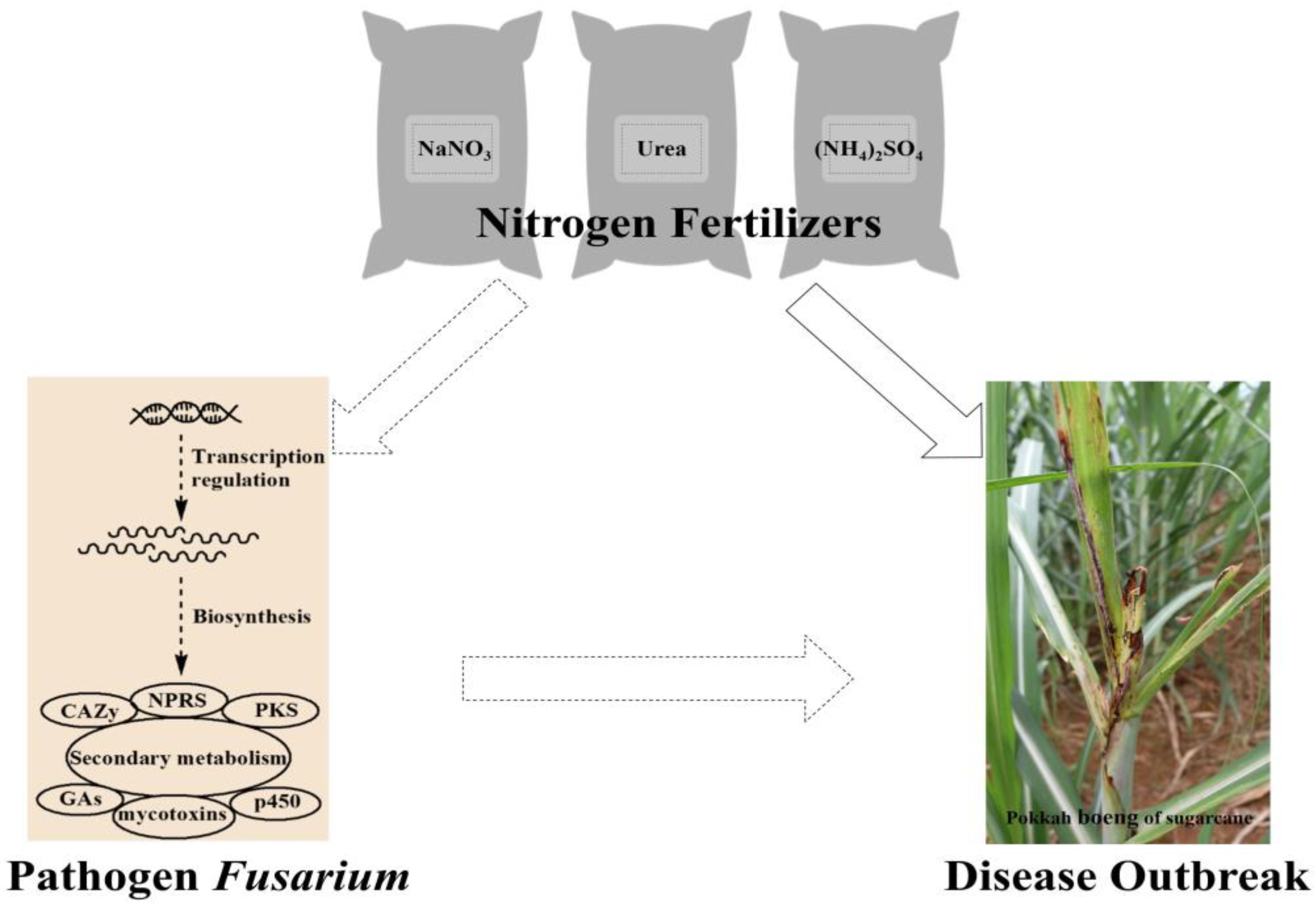 Ijms 24 10832 g006 Ijms 24 10832 g006