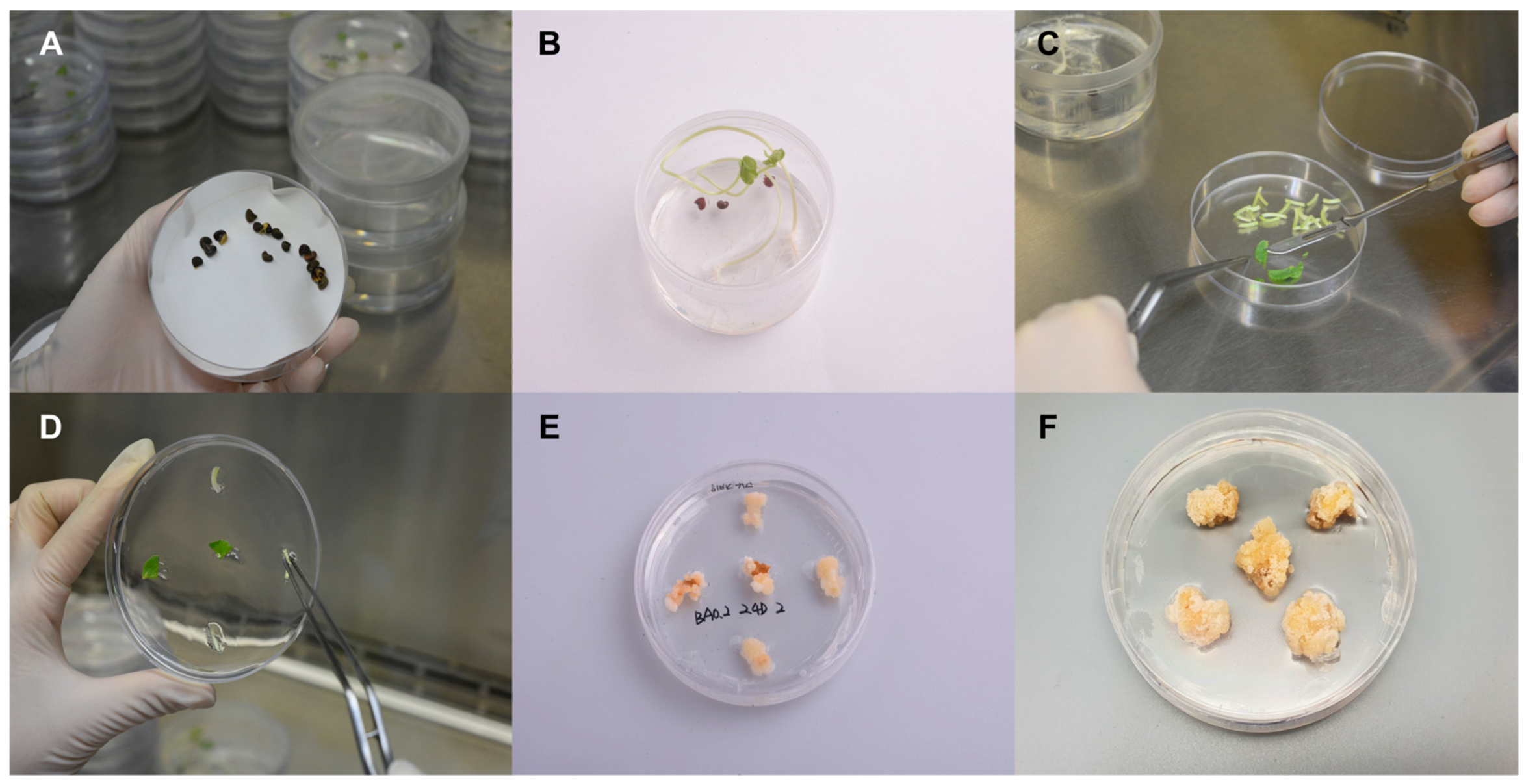 Ijms 24 10853 g001 Ijms 24 10853 g001