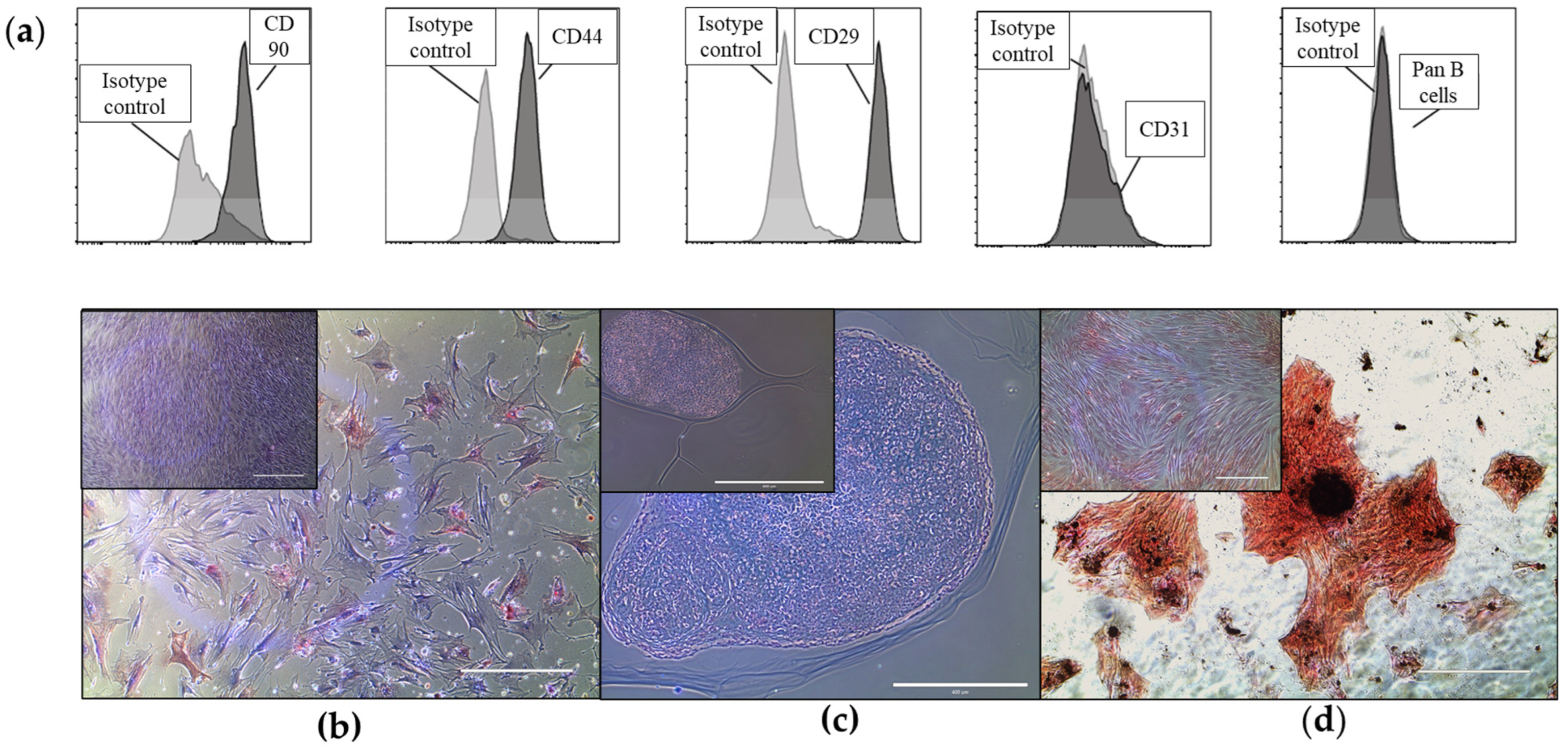 その他 Stem Cells [DVD] StemSpan™-XF Xeno-Free Human Hematopoietic Cell Medium