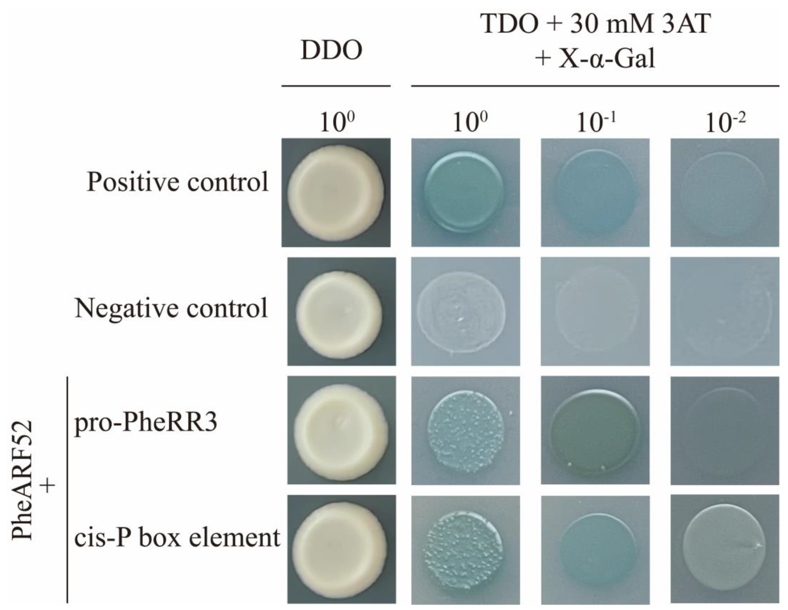 Ijms 24 10863 g008 Ijms 24 10863 g008